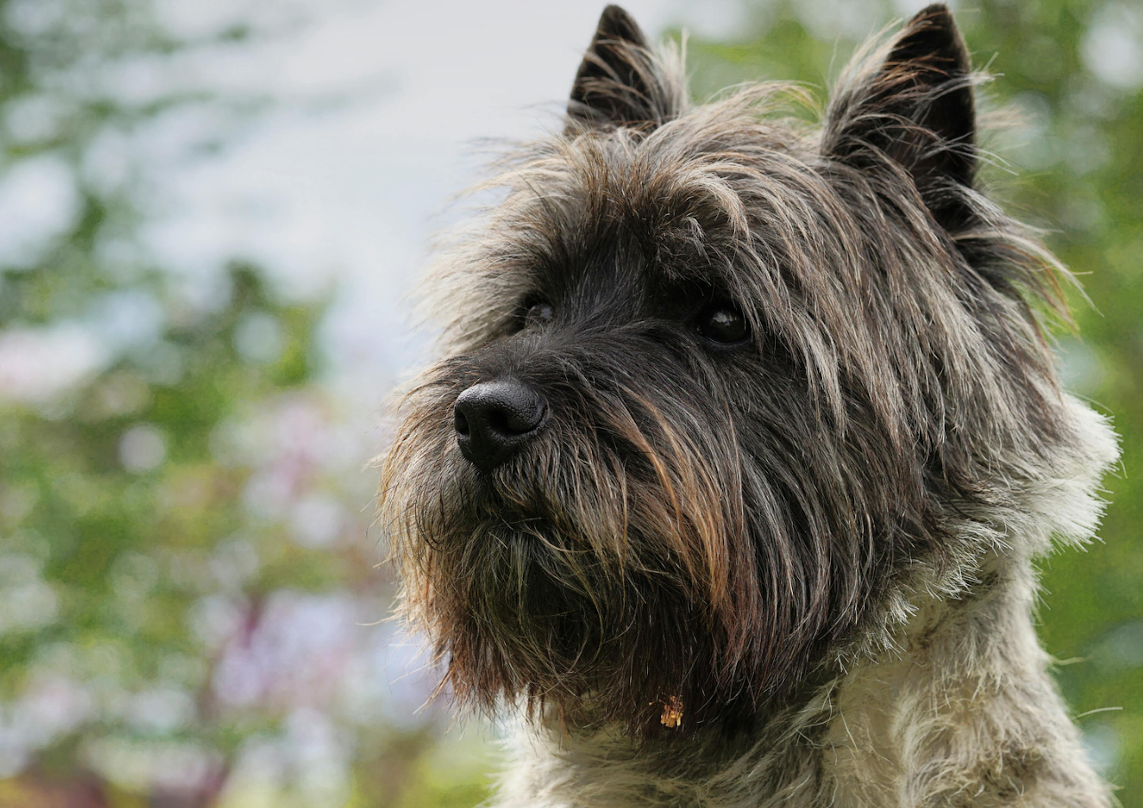 Photo portrait d'un Cairn Terrier