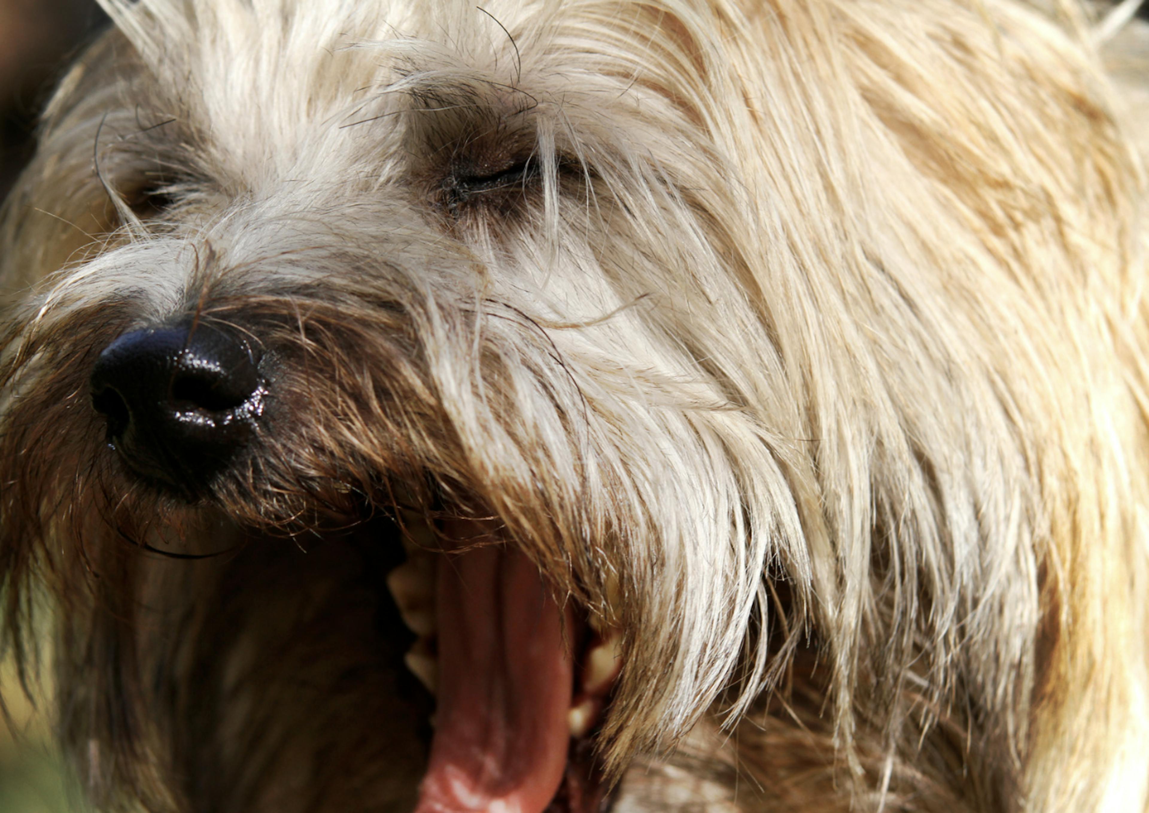 Photo portrait d'un Cairn Terrier qui baille
