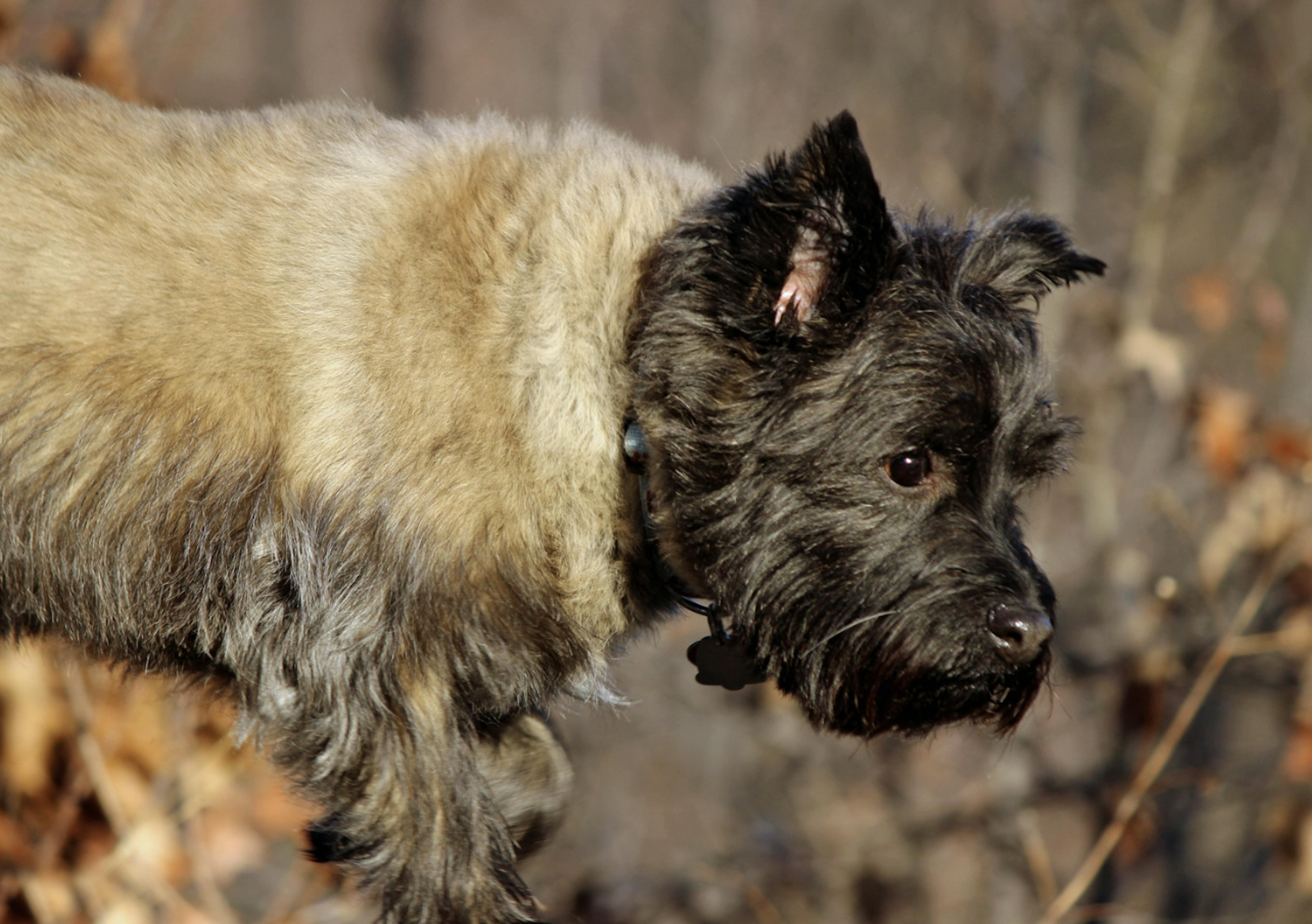 Cairn Terrier qui chasse en forêt