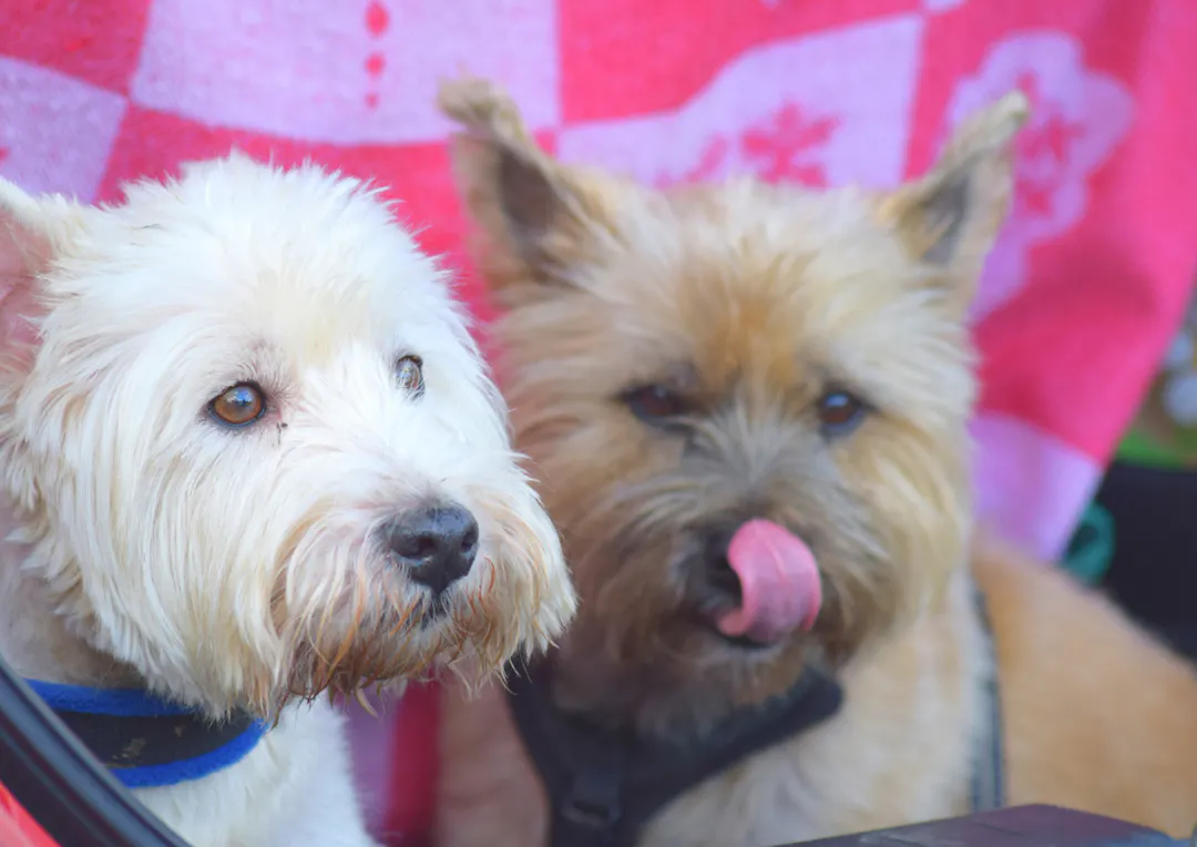Deux Cairn Terrier assis l'un à côté de l'autre