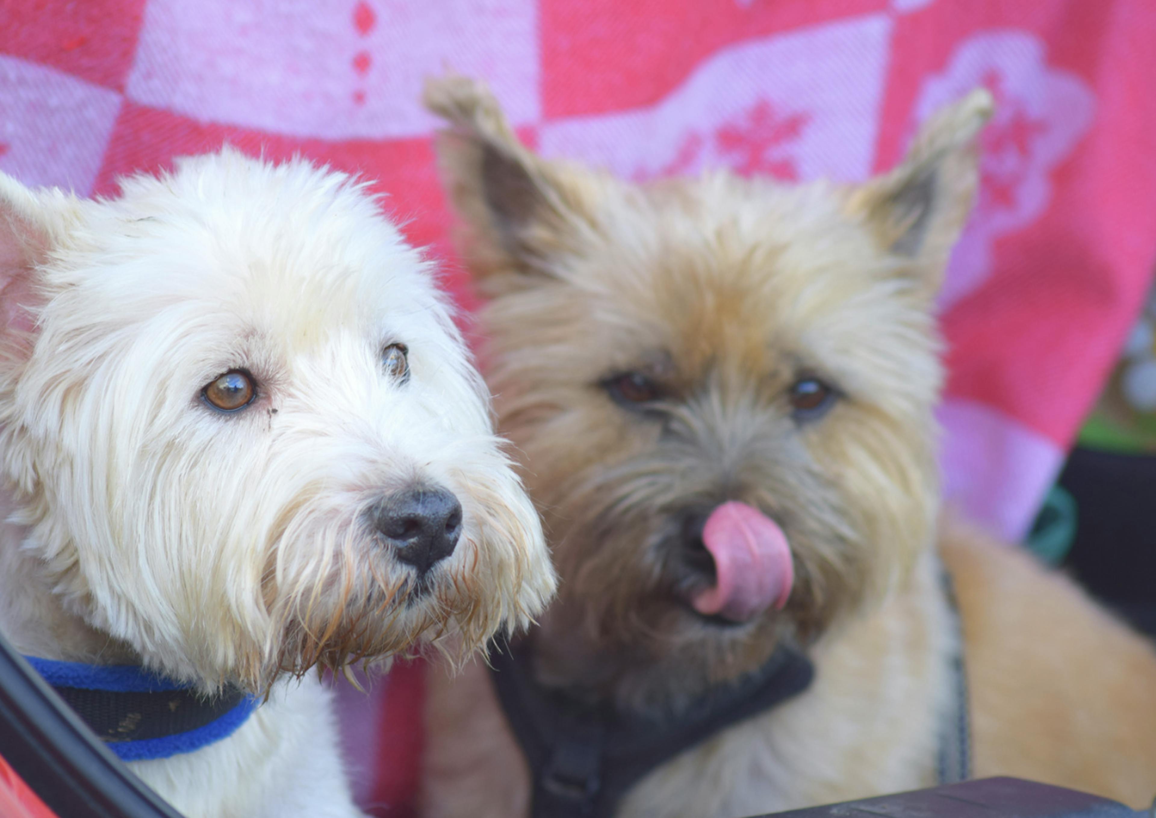 Deux Cairn Terrier assis l'un à côté de l'autre