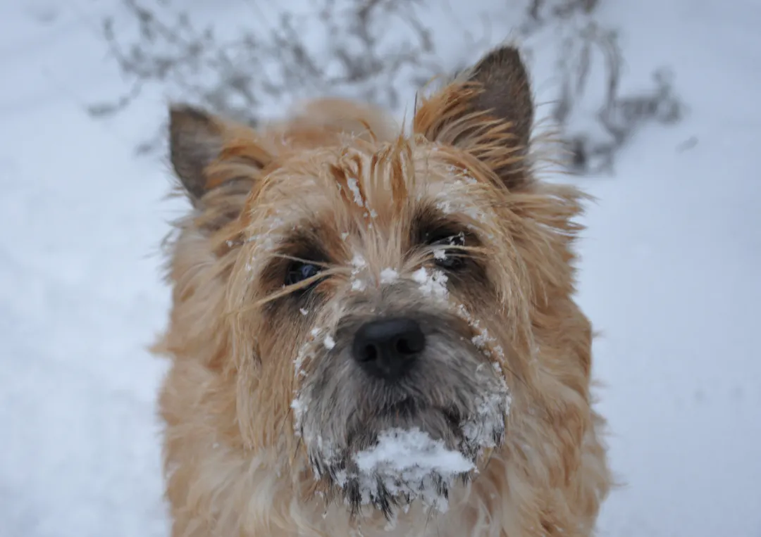 Cairn Terrier dans la neige avec un museau enneigé 