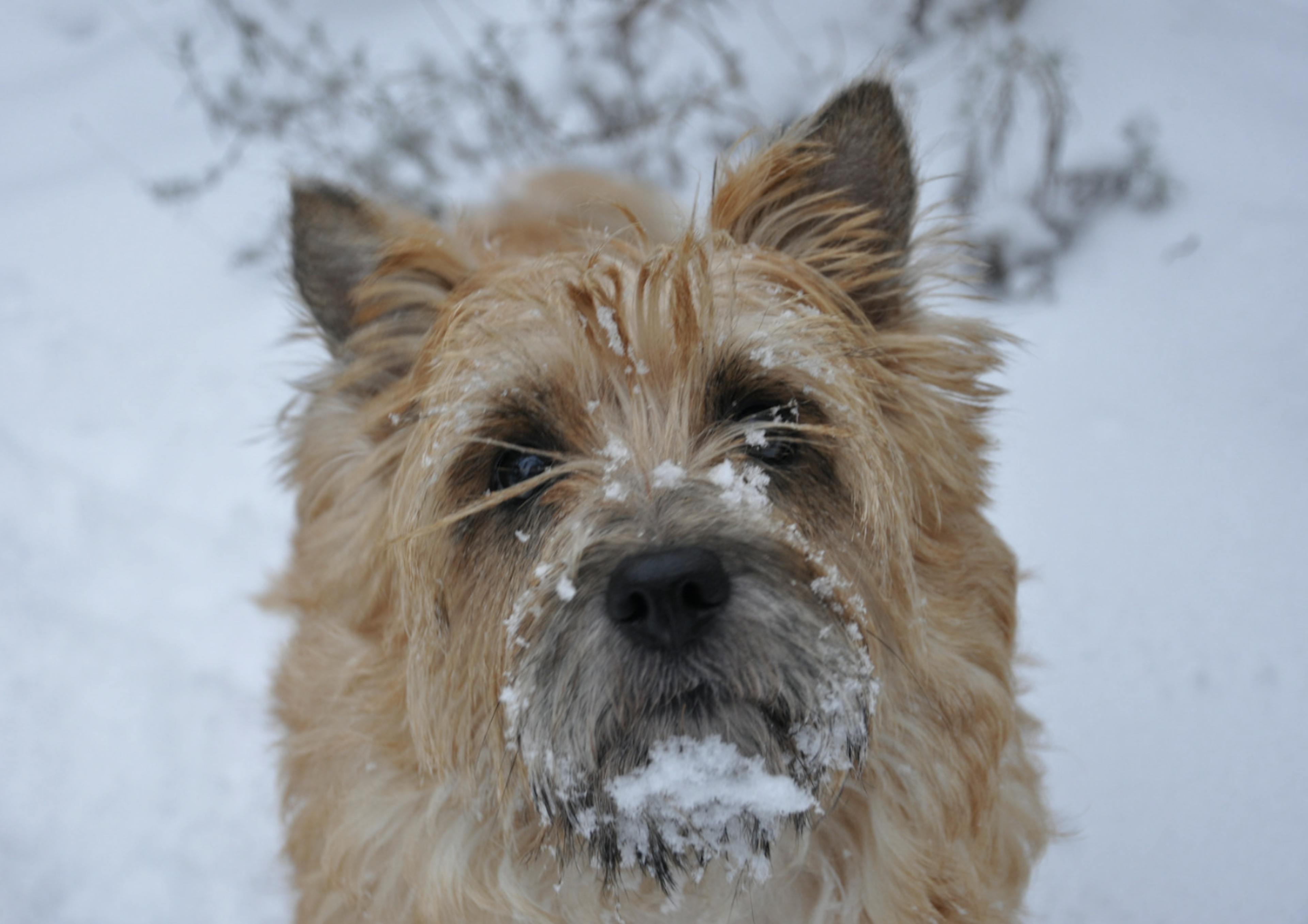 Cairn Terrier dans la neige avec un museau enneigé 