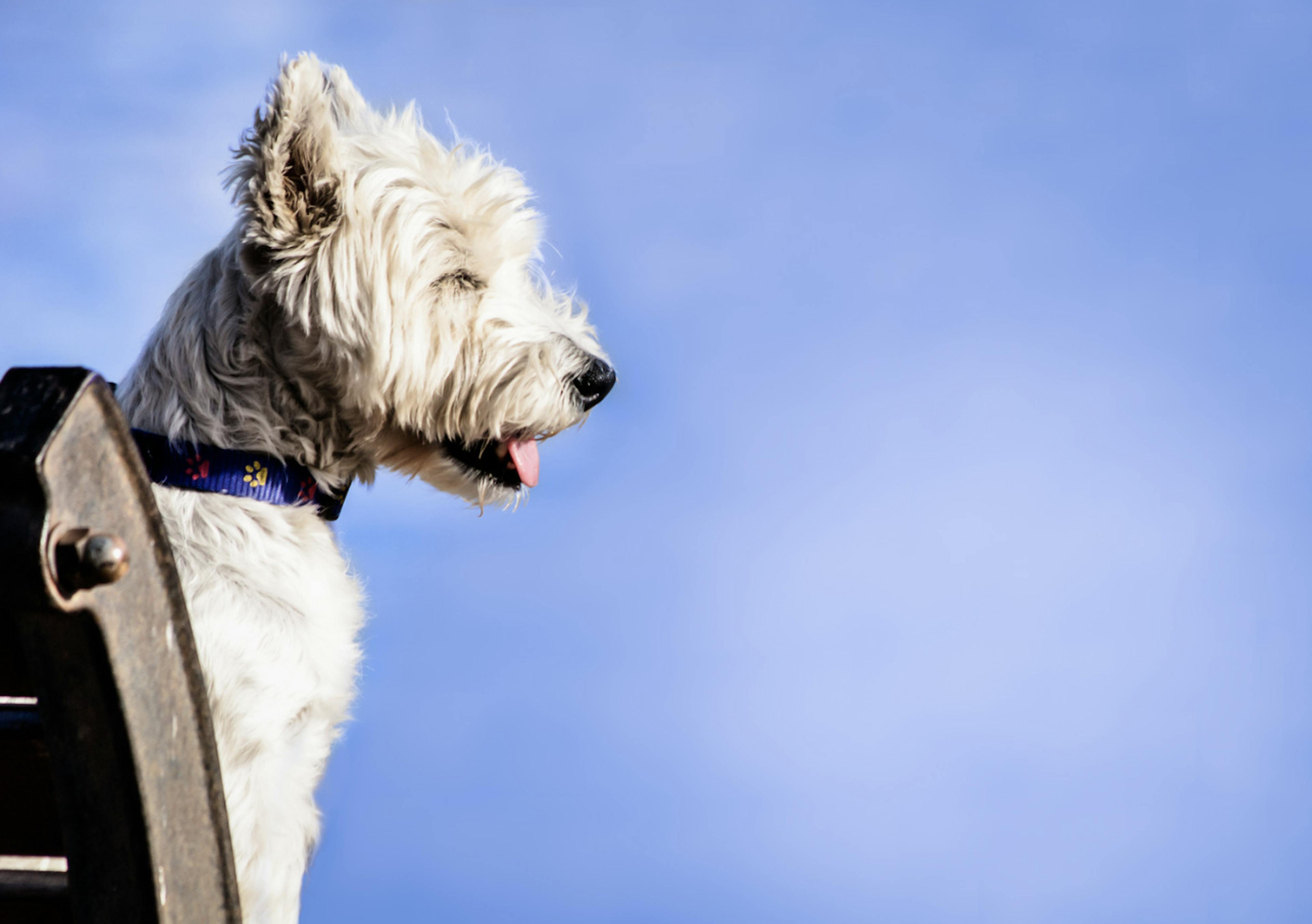 Joli Cairn Terrier blanc qui profite du soleil