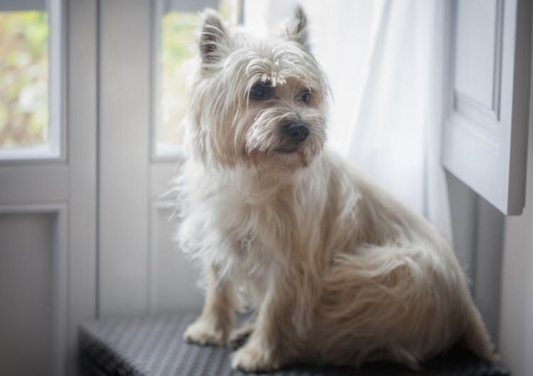 Cairn Terrier blanc assis sur une chaise devant une fenêtre