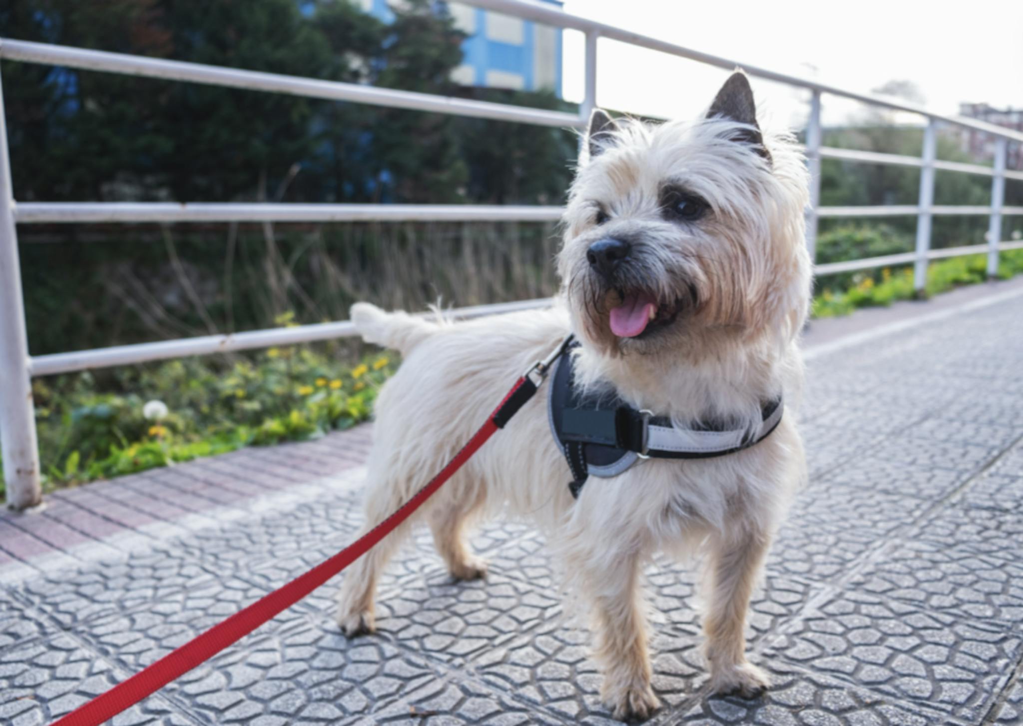 Cairn Terrier qui se balade avec un joli harnais