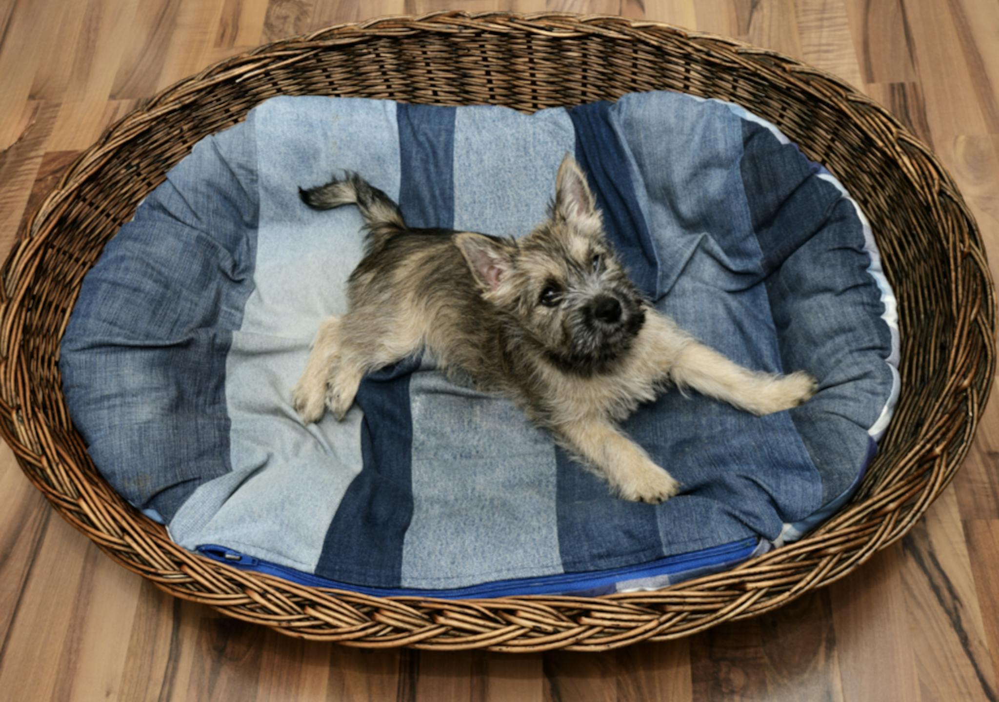 Chiot Cairn Terrier dans un panier en osier