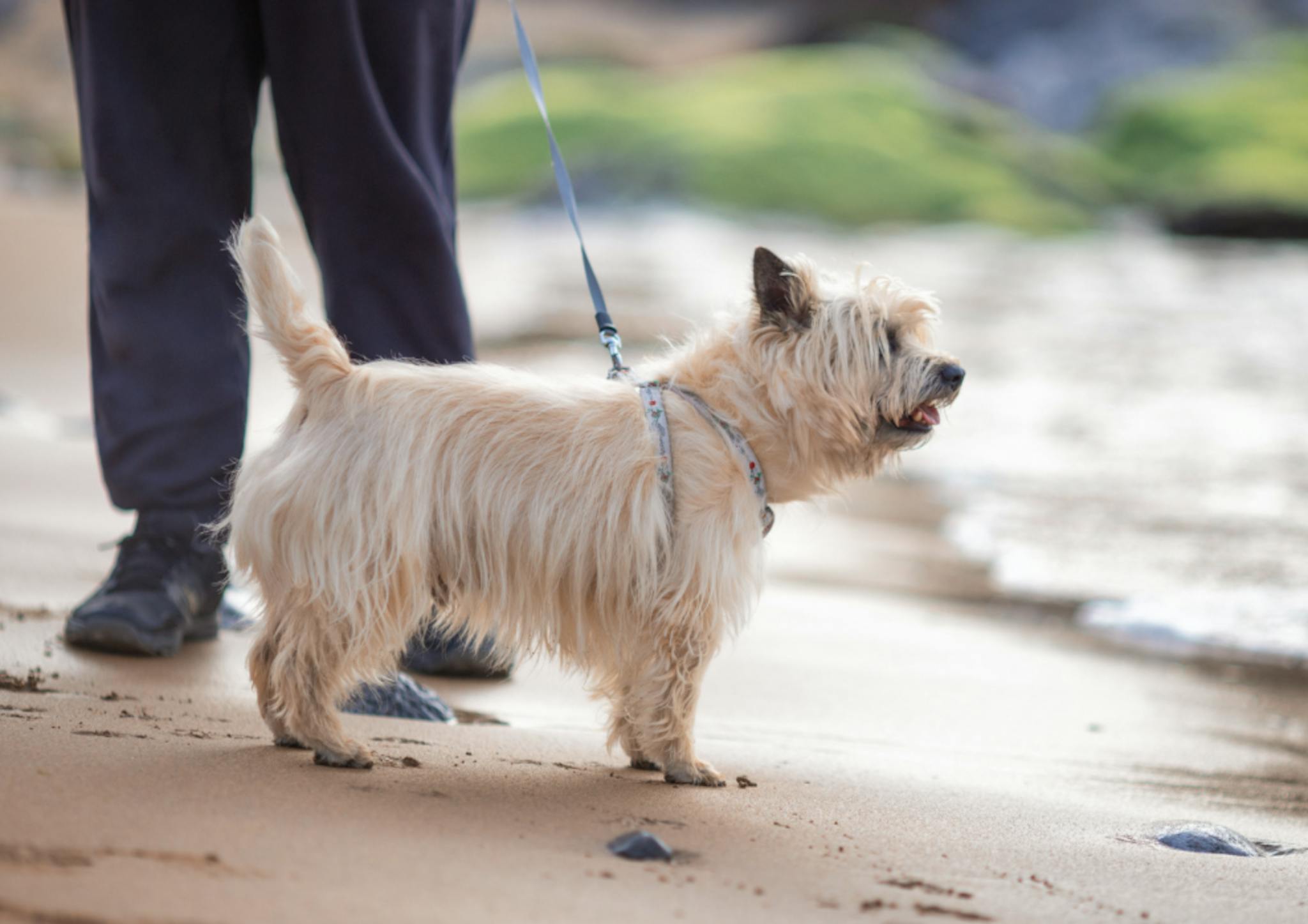 Cairn Terrier qui se balade sur la plage