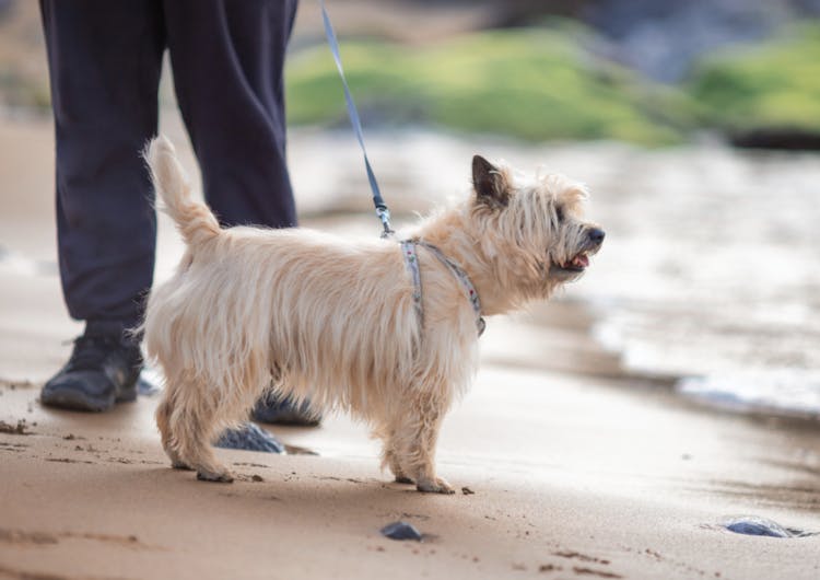 Cairn Terrier qui se balade sur la plage