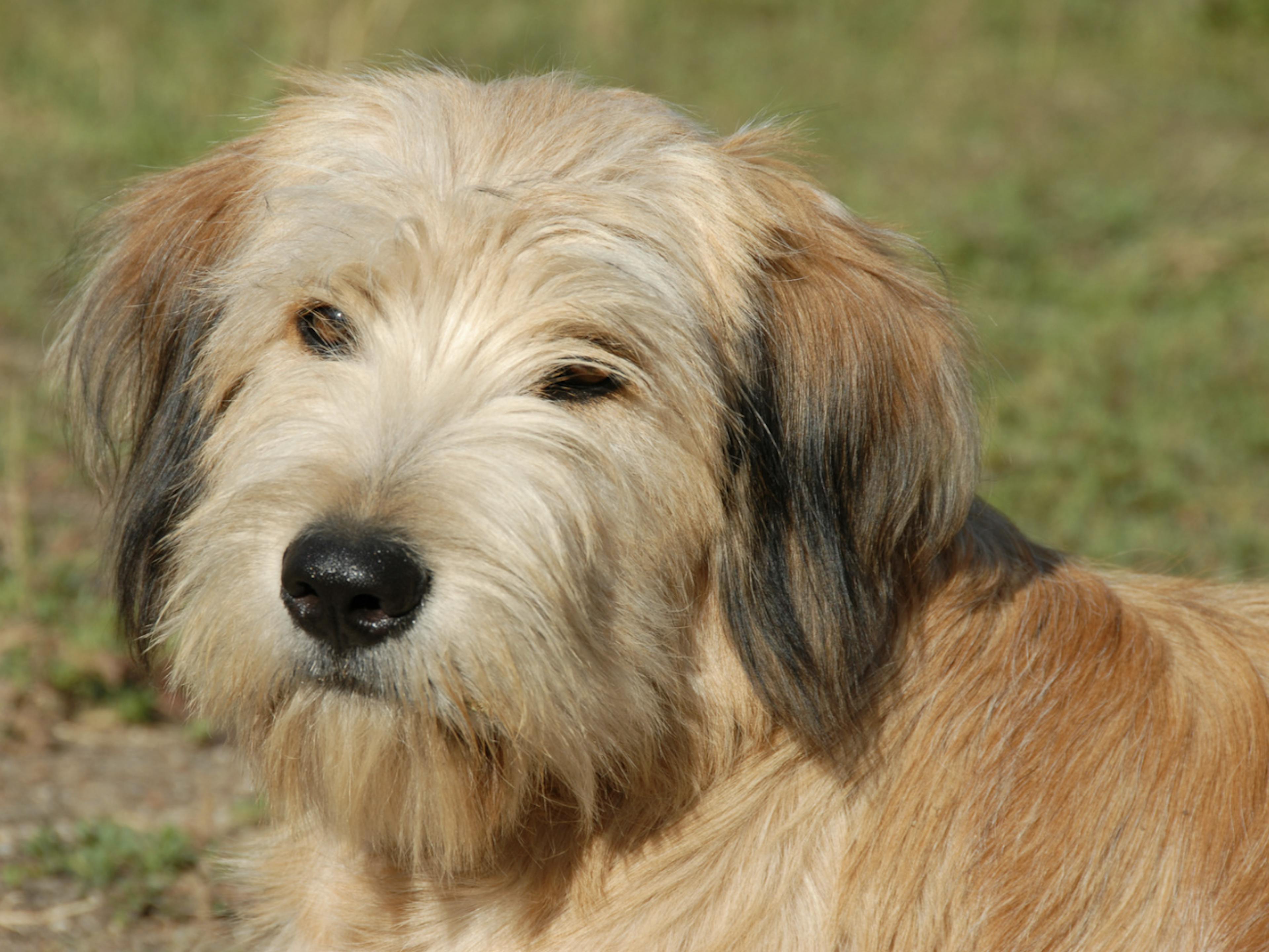 Chien Berger des Pyrénées