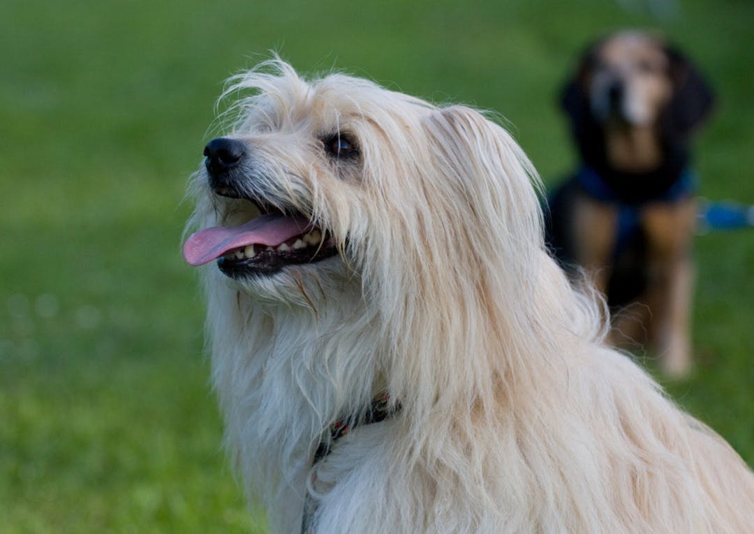 Berger des Pyrénées qui sort la langue 