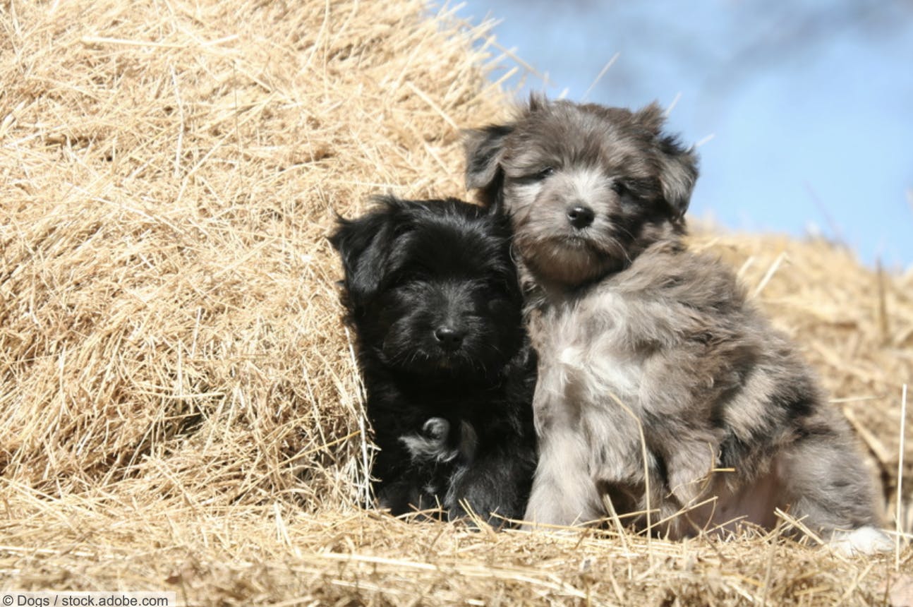 Chiot Berger des Pyrénées