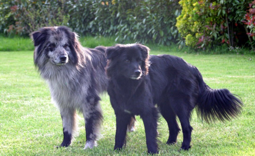 Deux Bergers des Pyrénées noir et gris