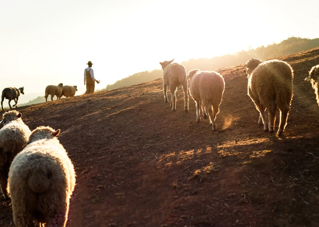 Berger avec ses moutons