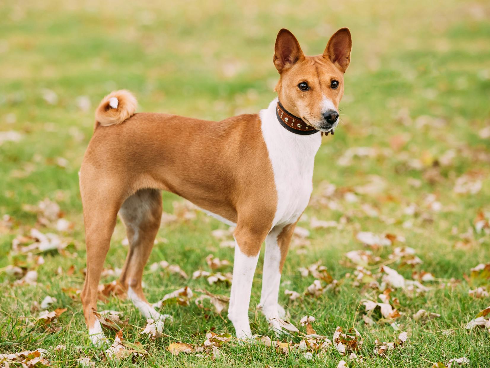 Basenji dans l'herbe