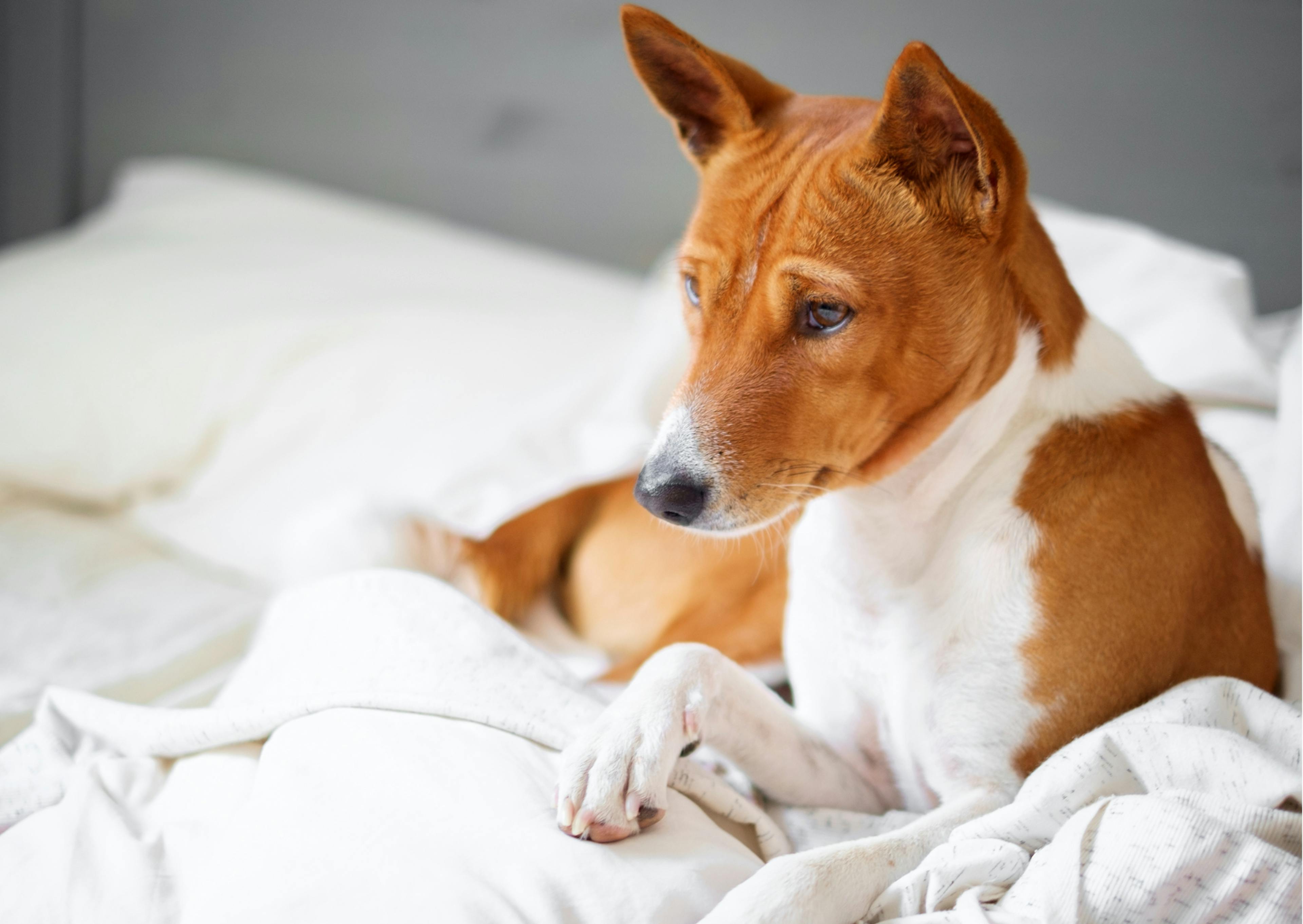 Un Basenji qui est dans un lit 