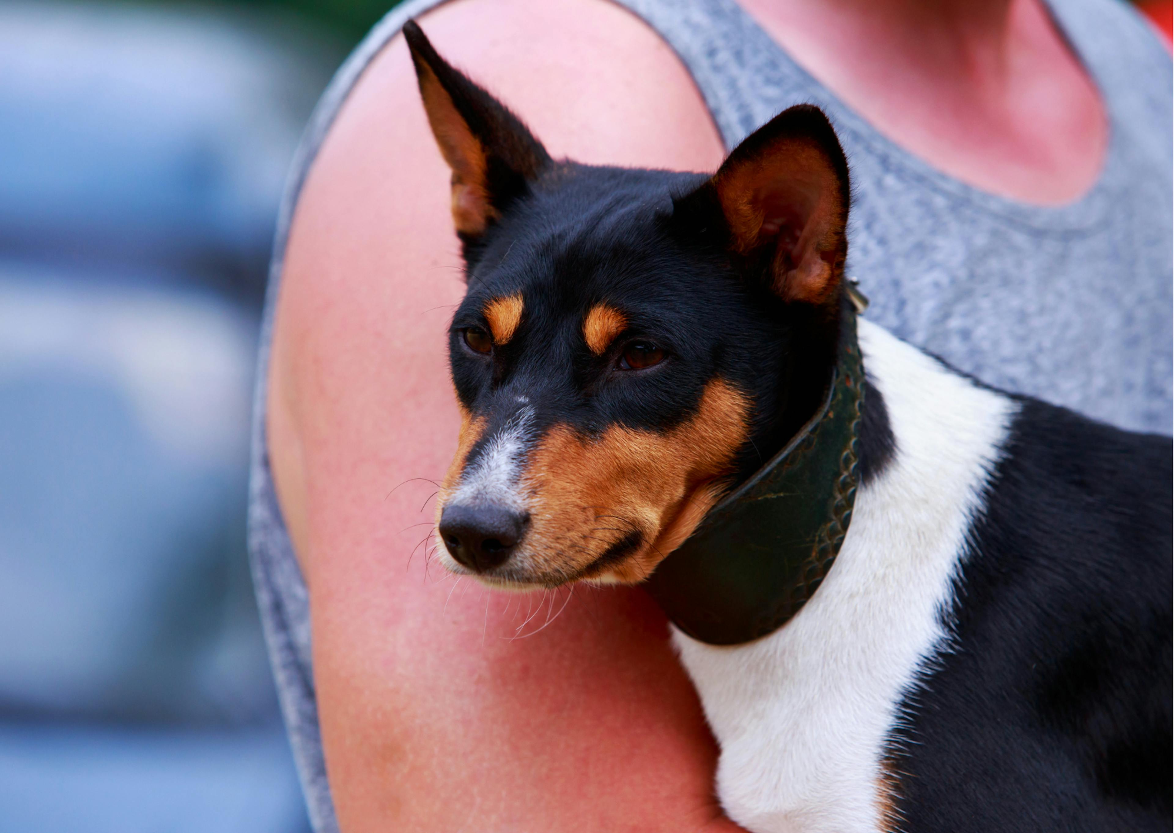 Basenji noir tricolore qui est dans les bras de sa maman 