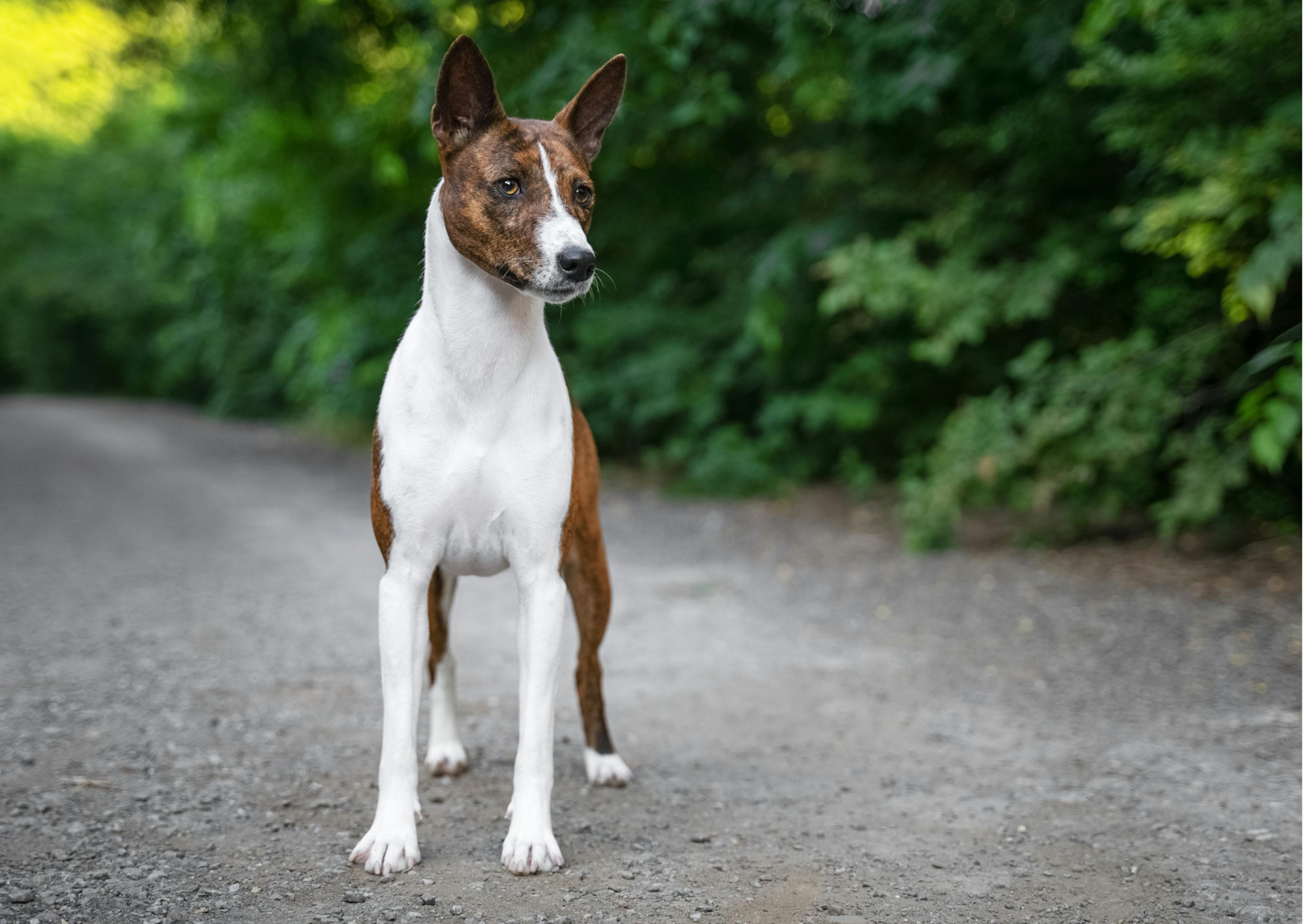 Basenji blanc et marron debout dans un chemin extérieur 