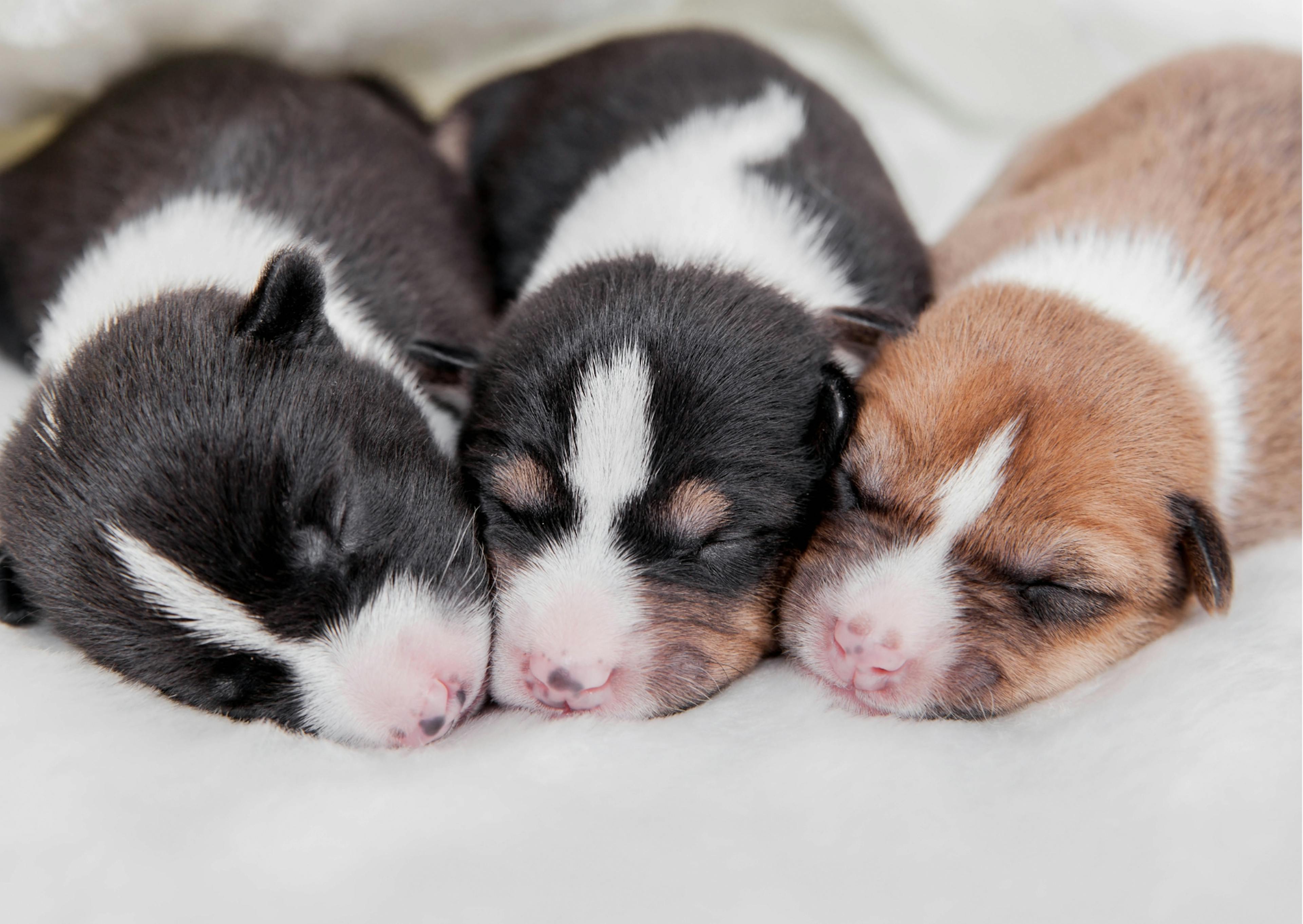 chiots Basenji couchés les uns contre les autres 