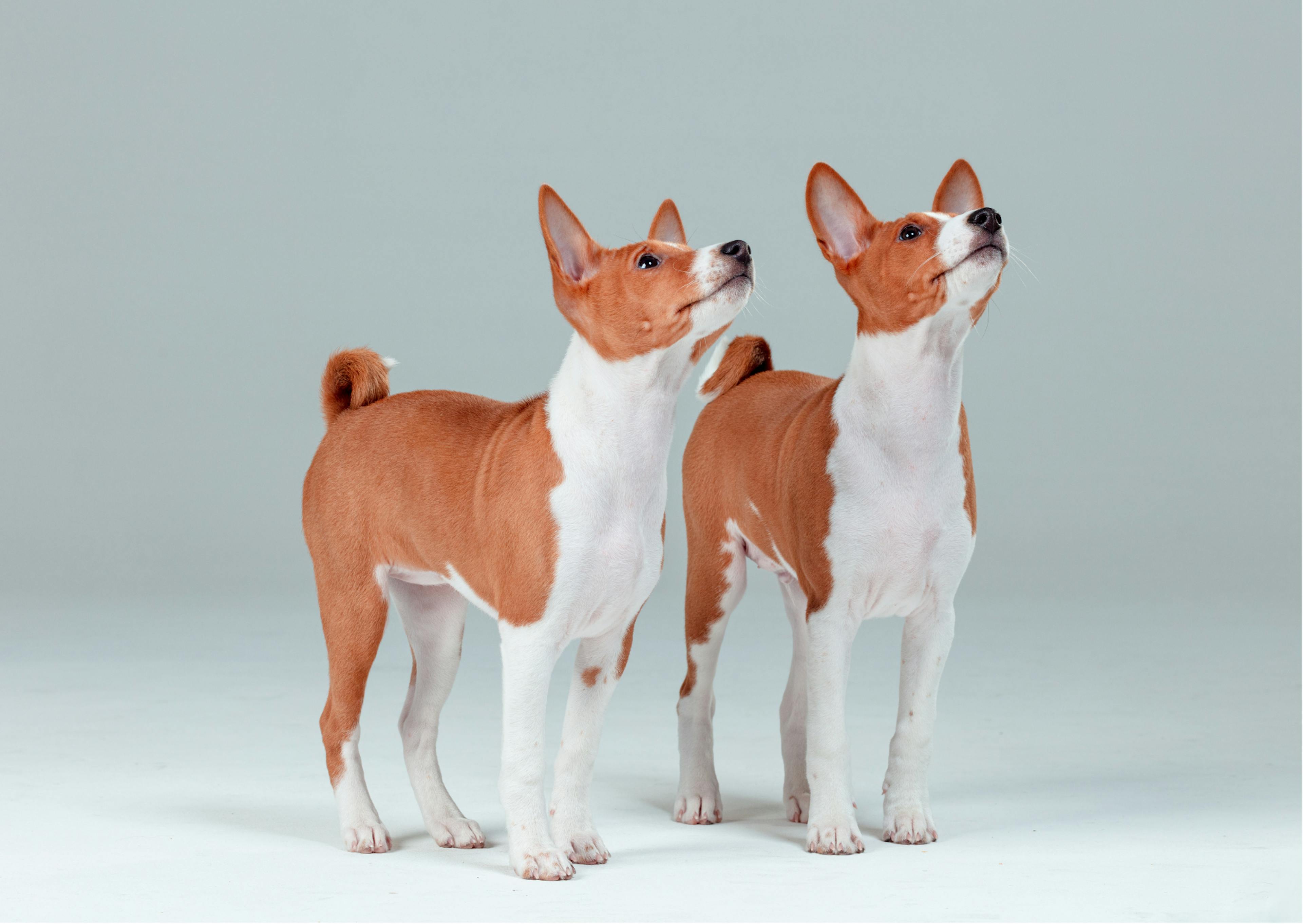 deux chiots basenji blanc et feu 