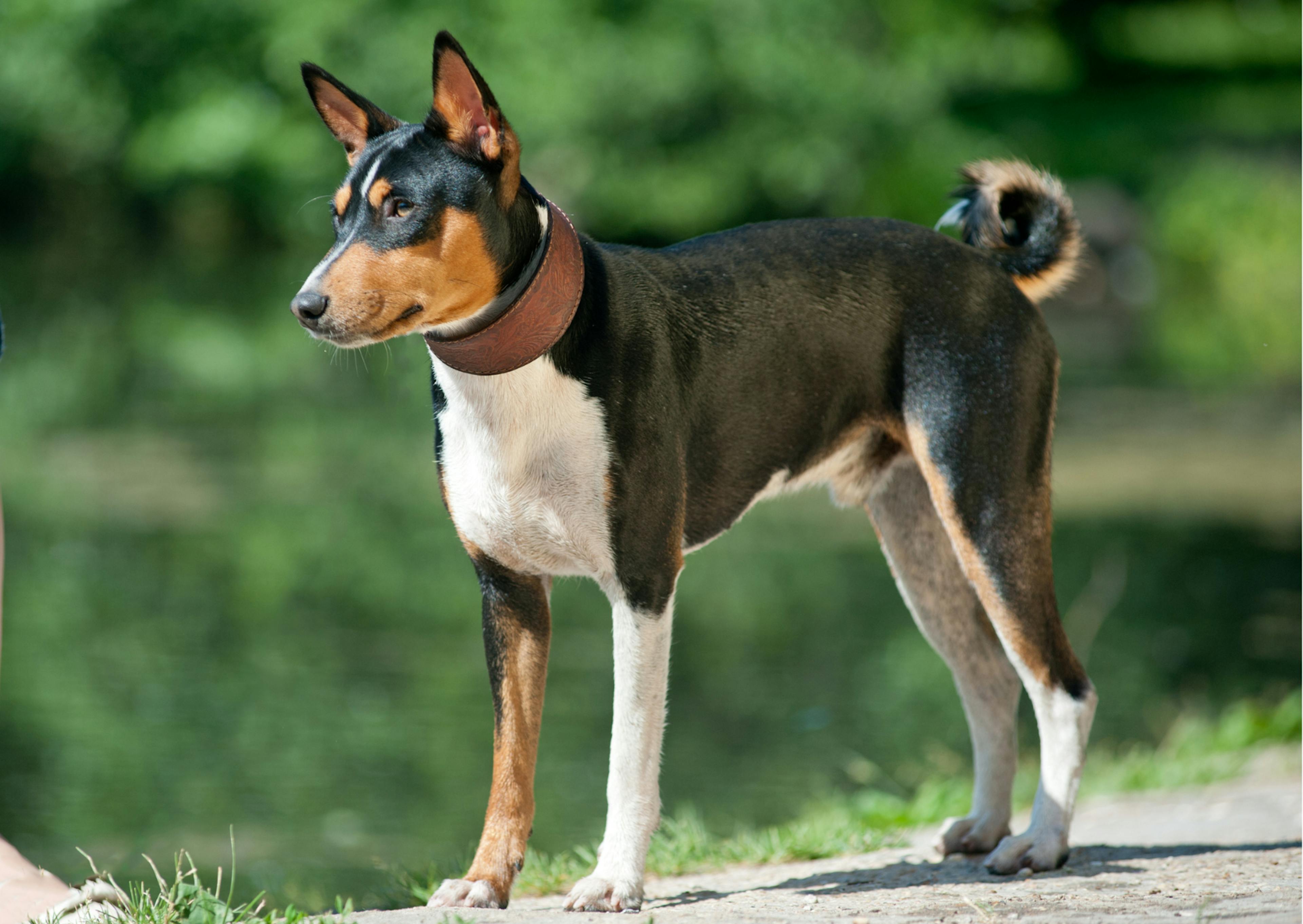 Basenji noir tricolore debout dans la nature 