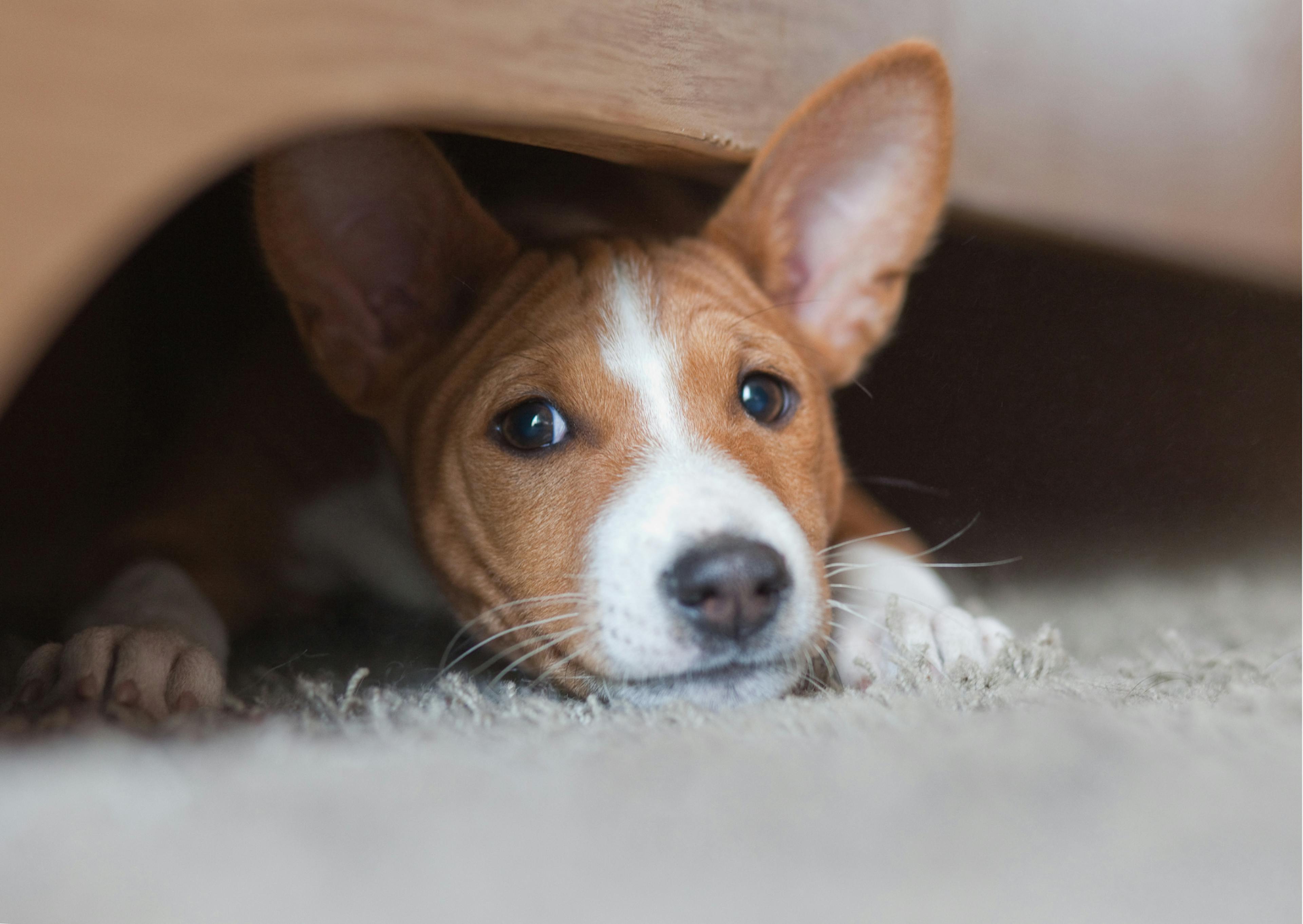 chiot basenji sous une couverture allongé sur un tapis