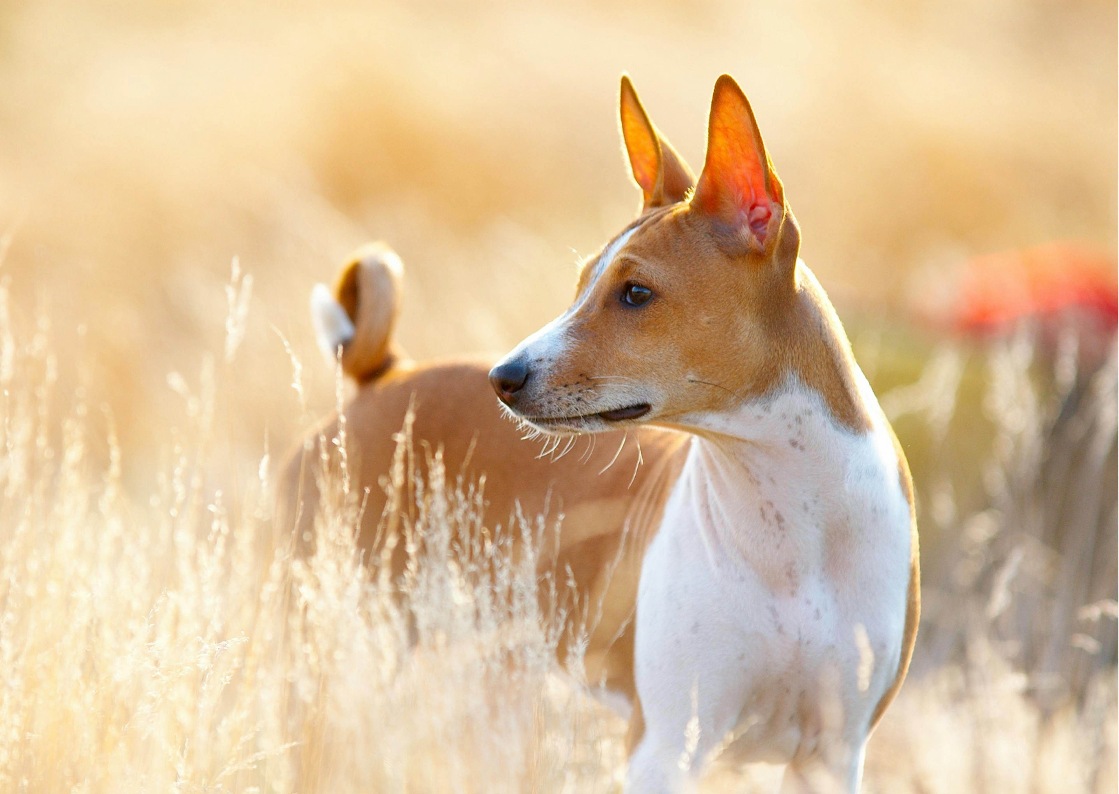 Basenji blanc et feu dans un champs