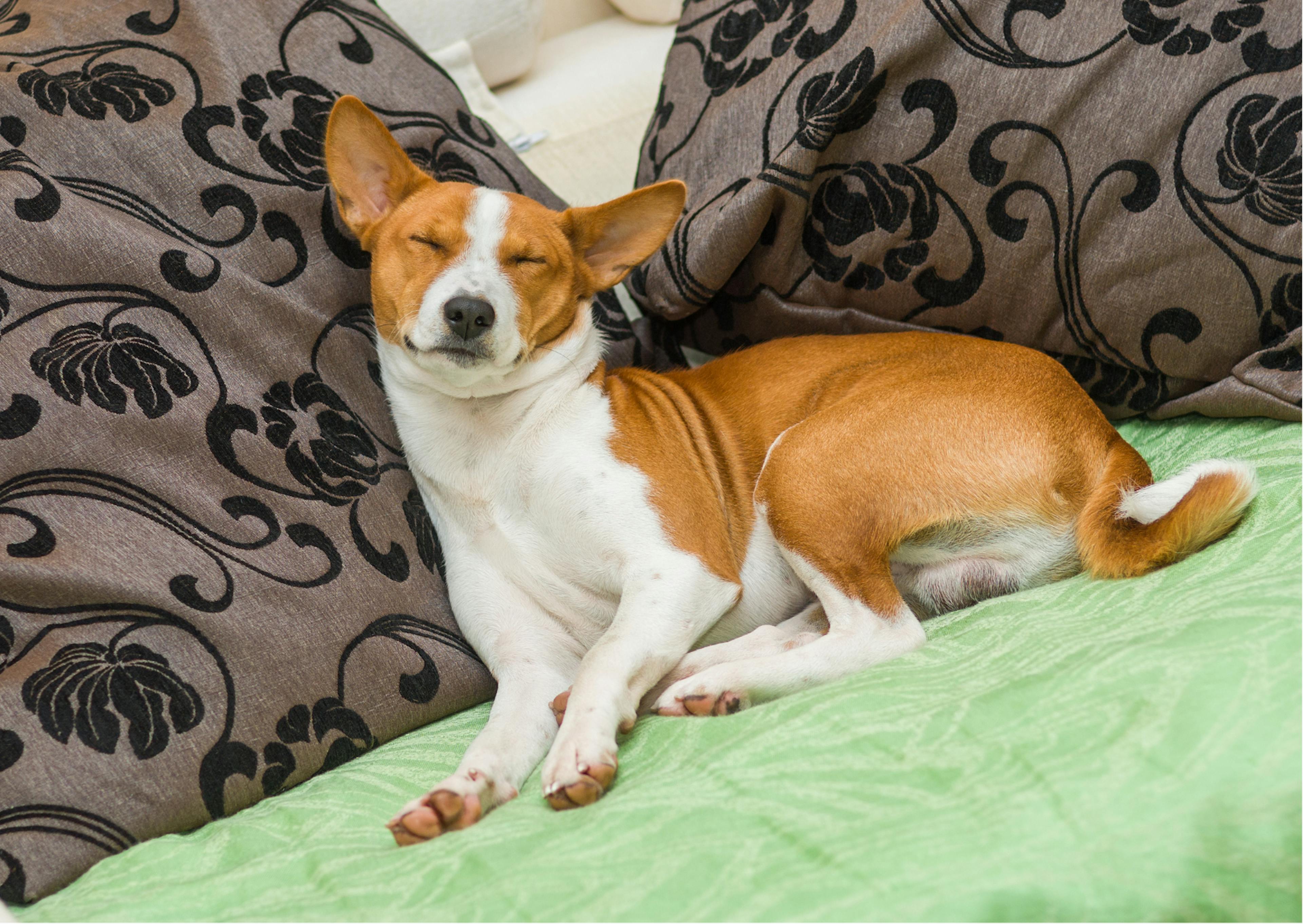 basenji qui dort sur un canapé 