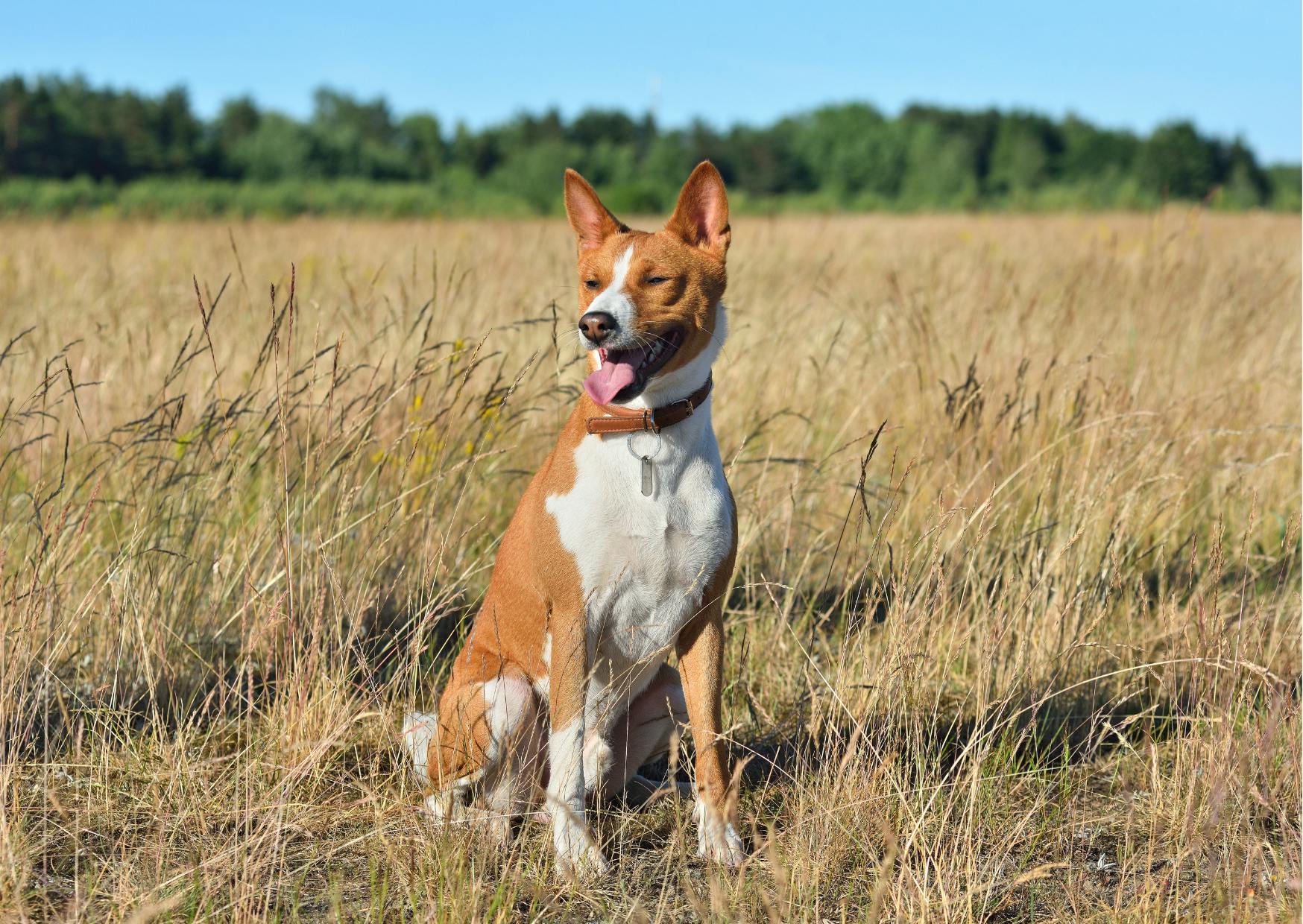 basenji debout dans un champs