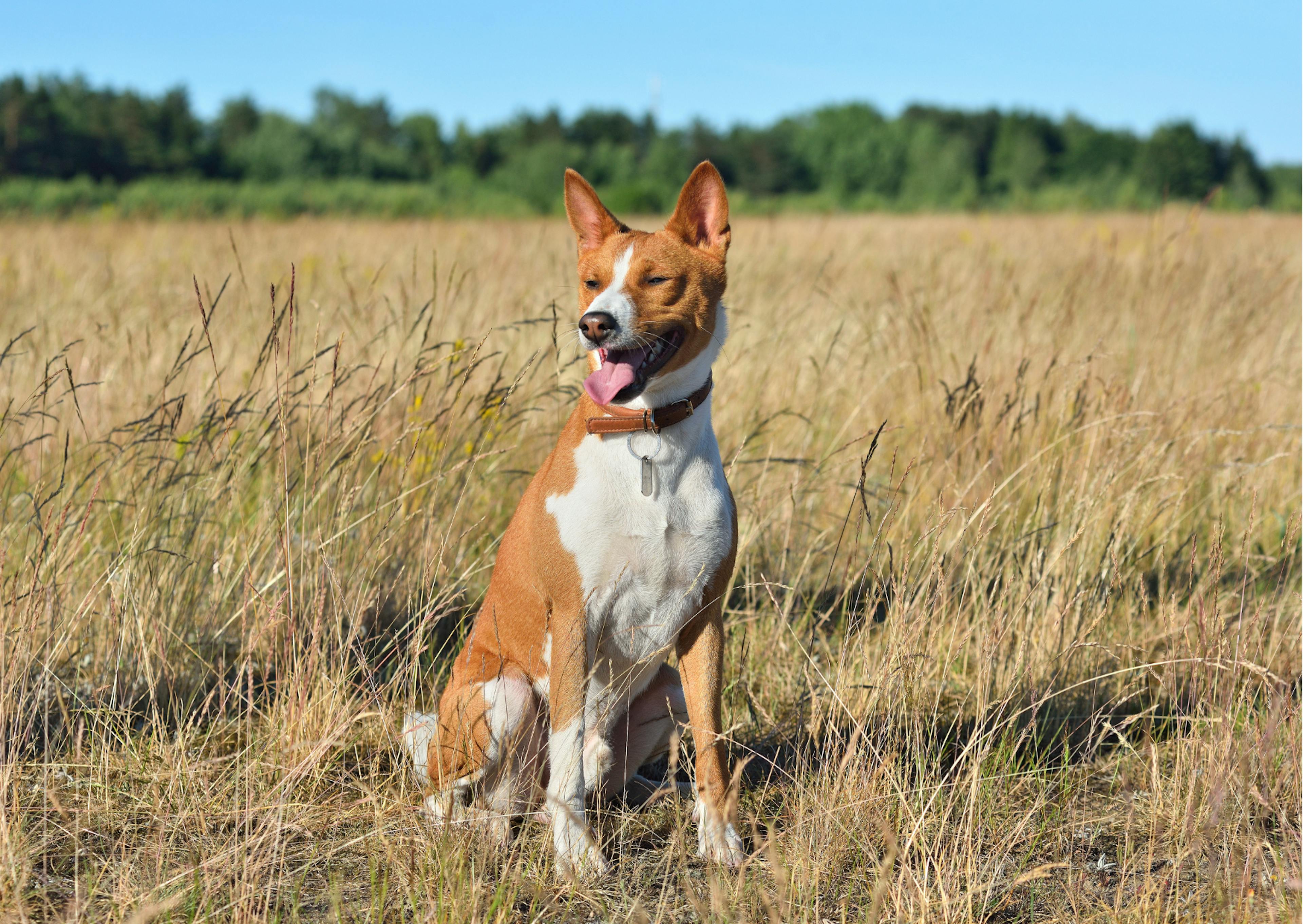 basenji debout dans un champs