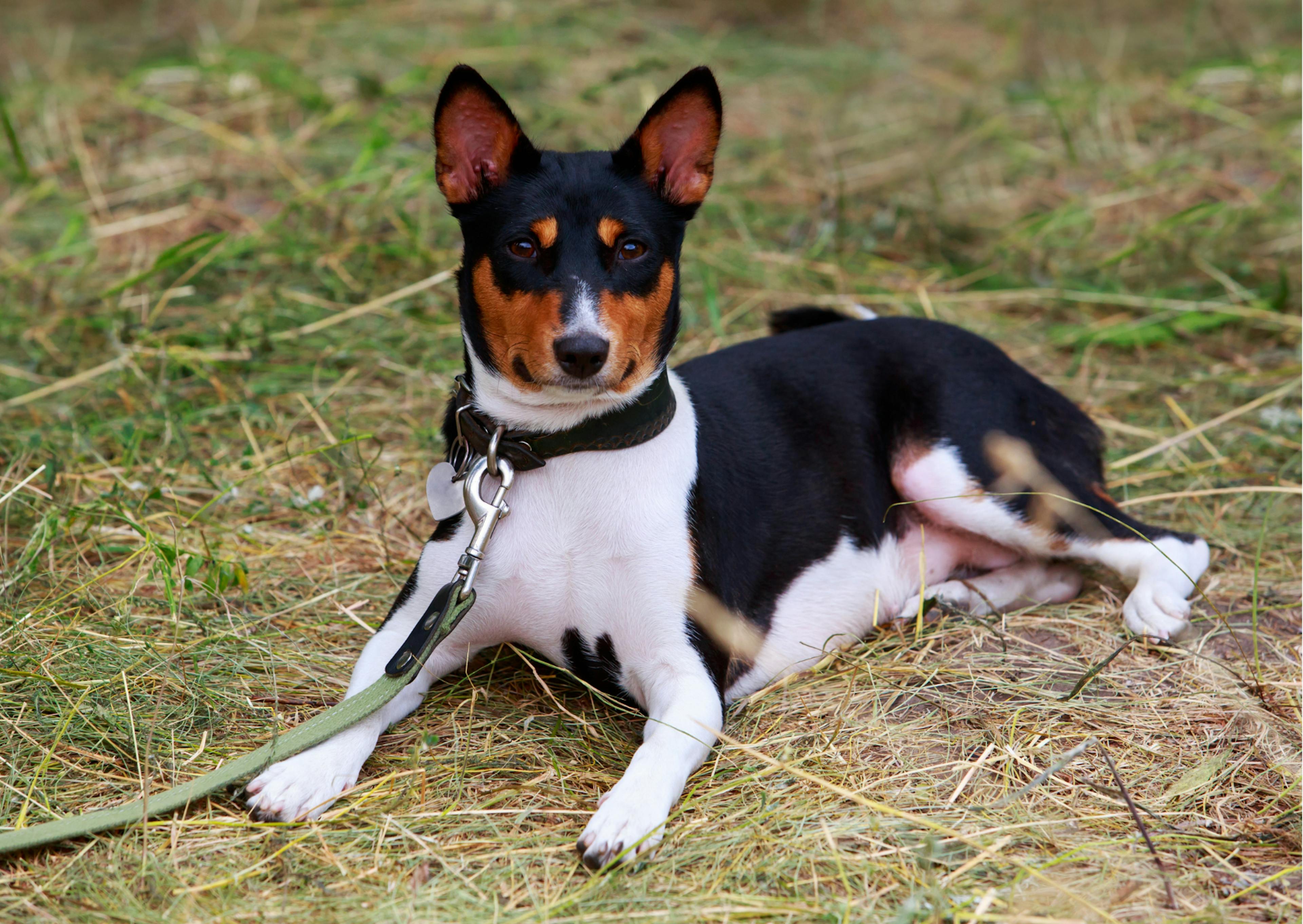 basenji noir tricolore couché dans l'herbe 