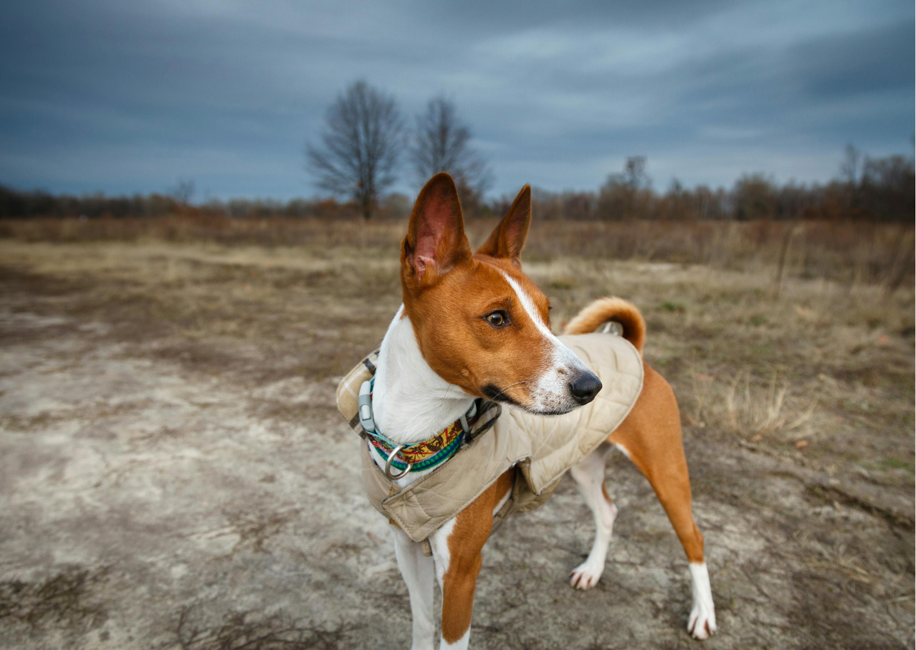 Basenji blanc et feu avec un petit manteau 