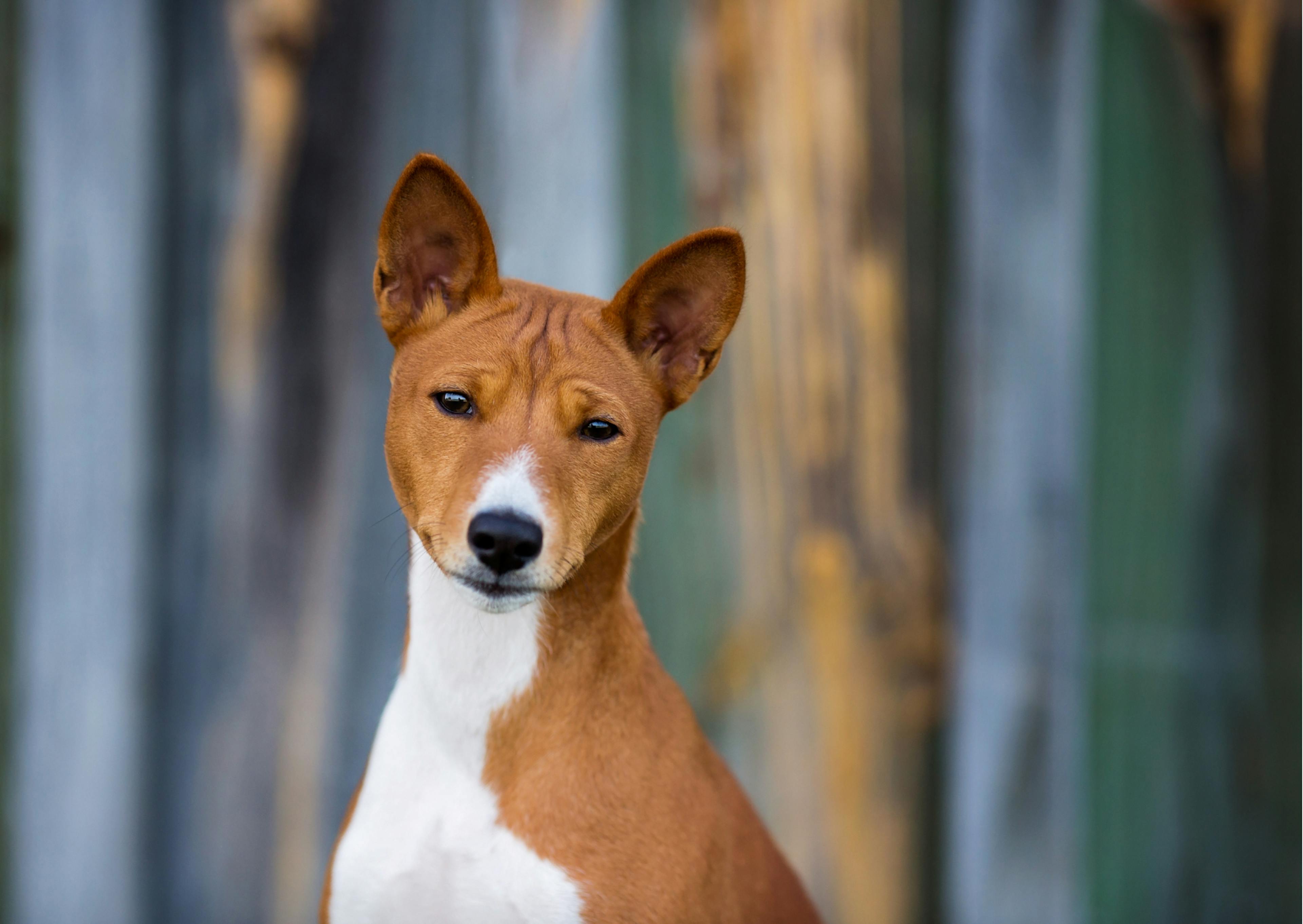 Basenji blanc et crème qui regarde l'objectif