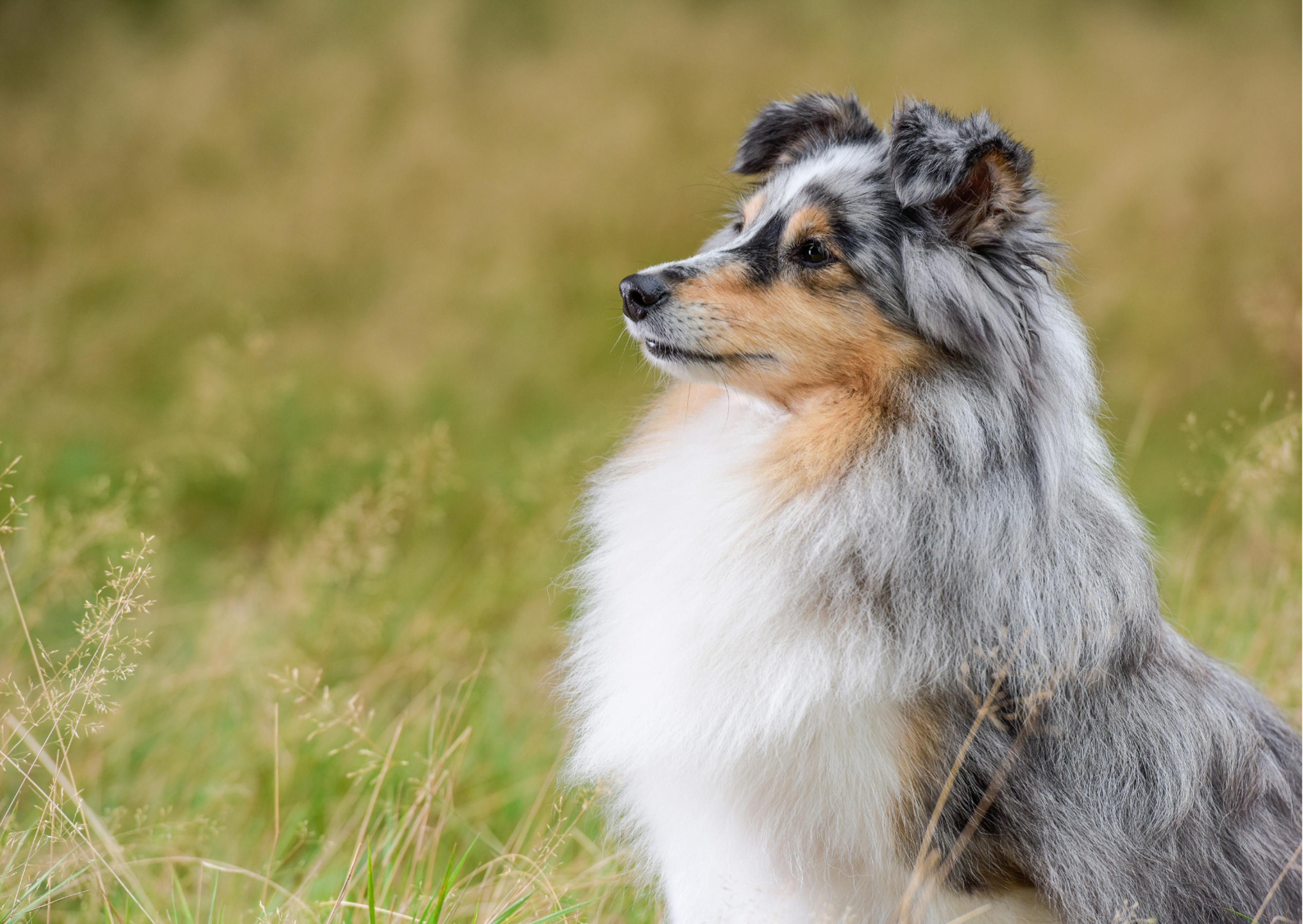 berger des shetland bleu merle dans un champs 