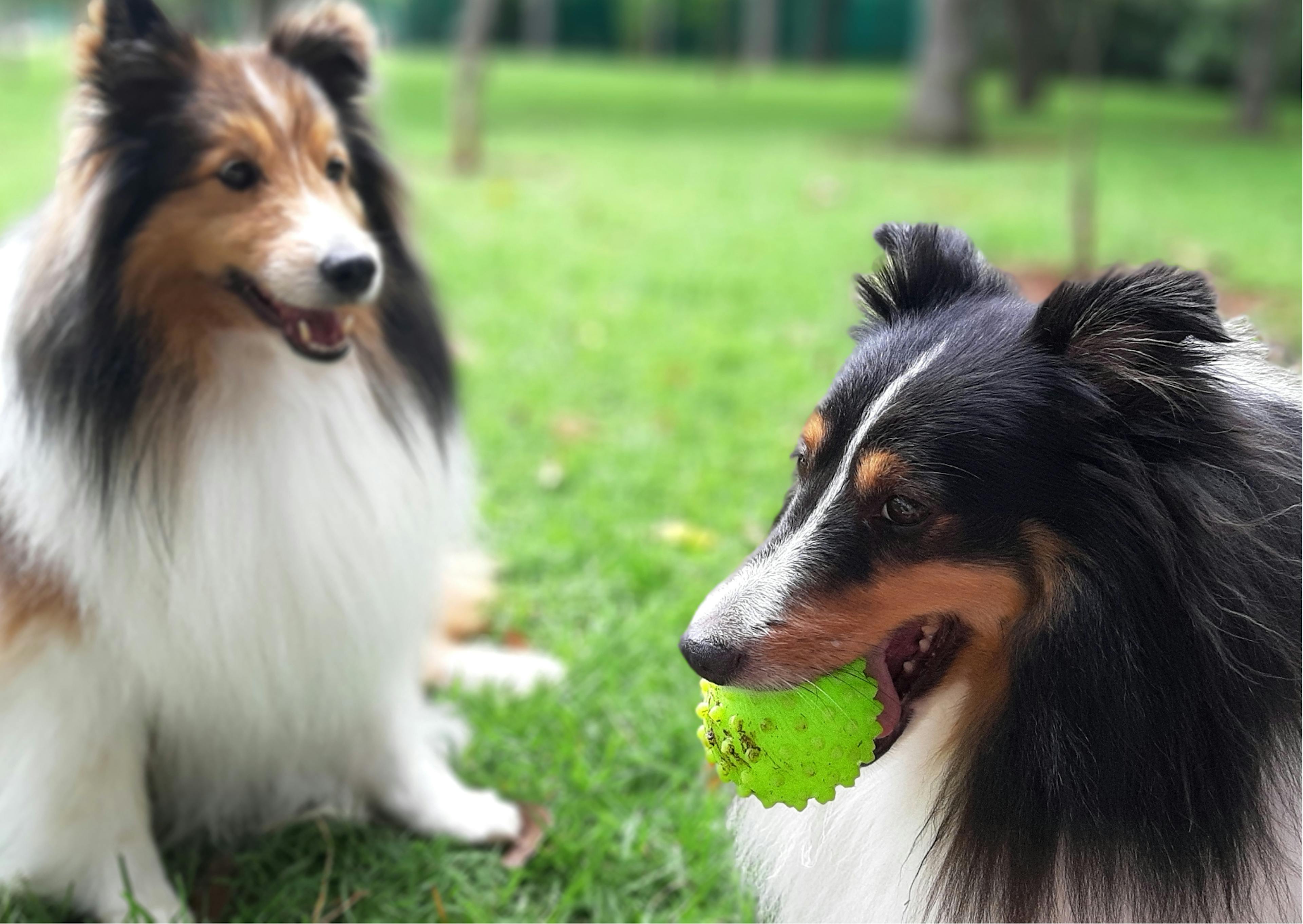 2 berger des shetland dans l'herbe 