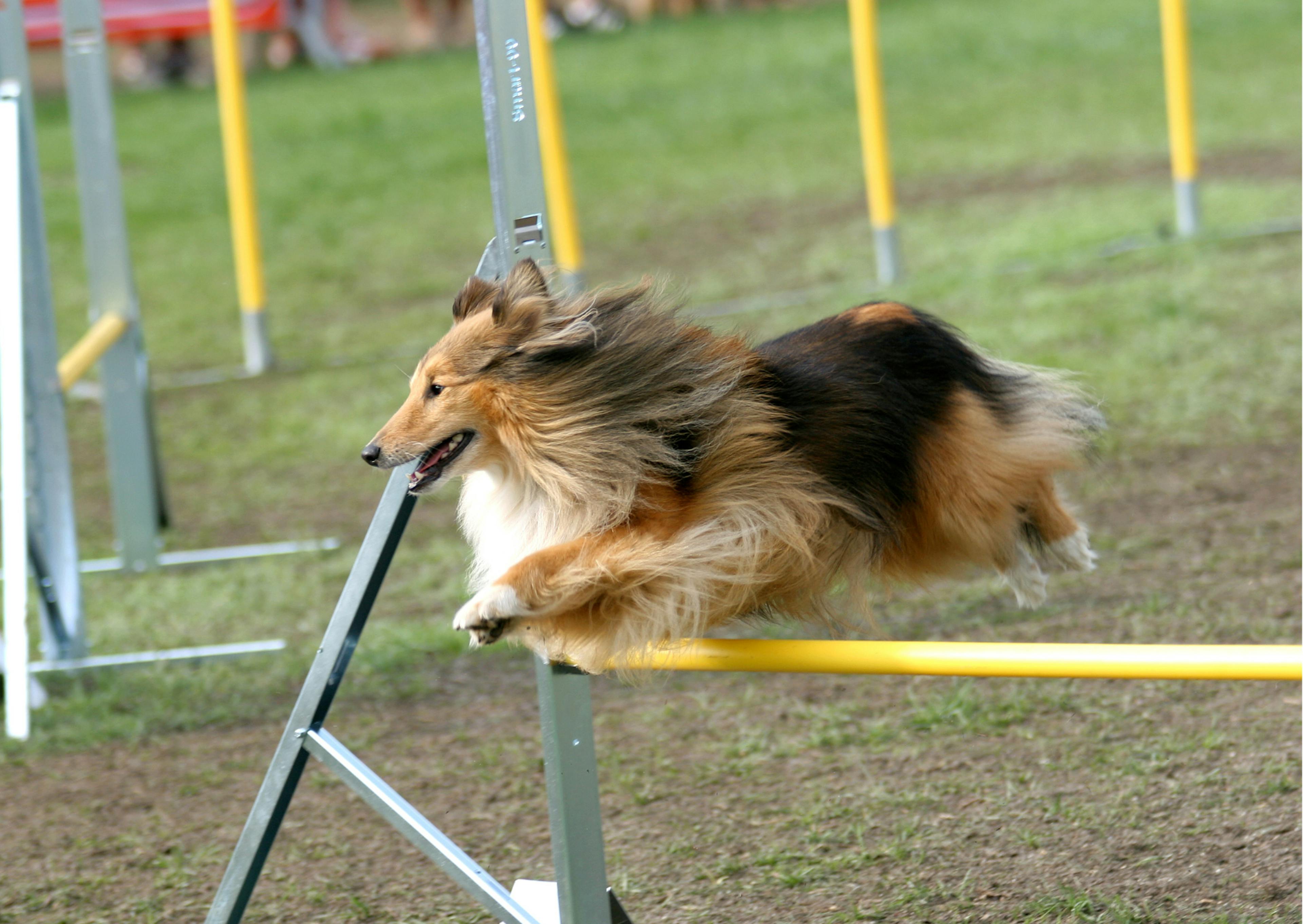 berger des shetland en train de sauter un obstacle d'agility 