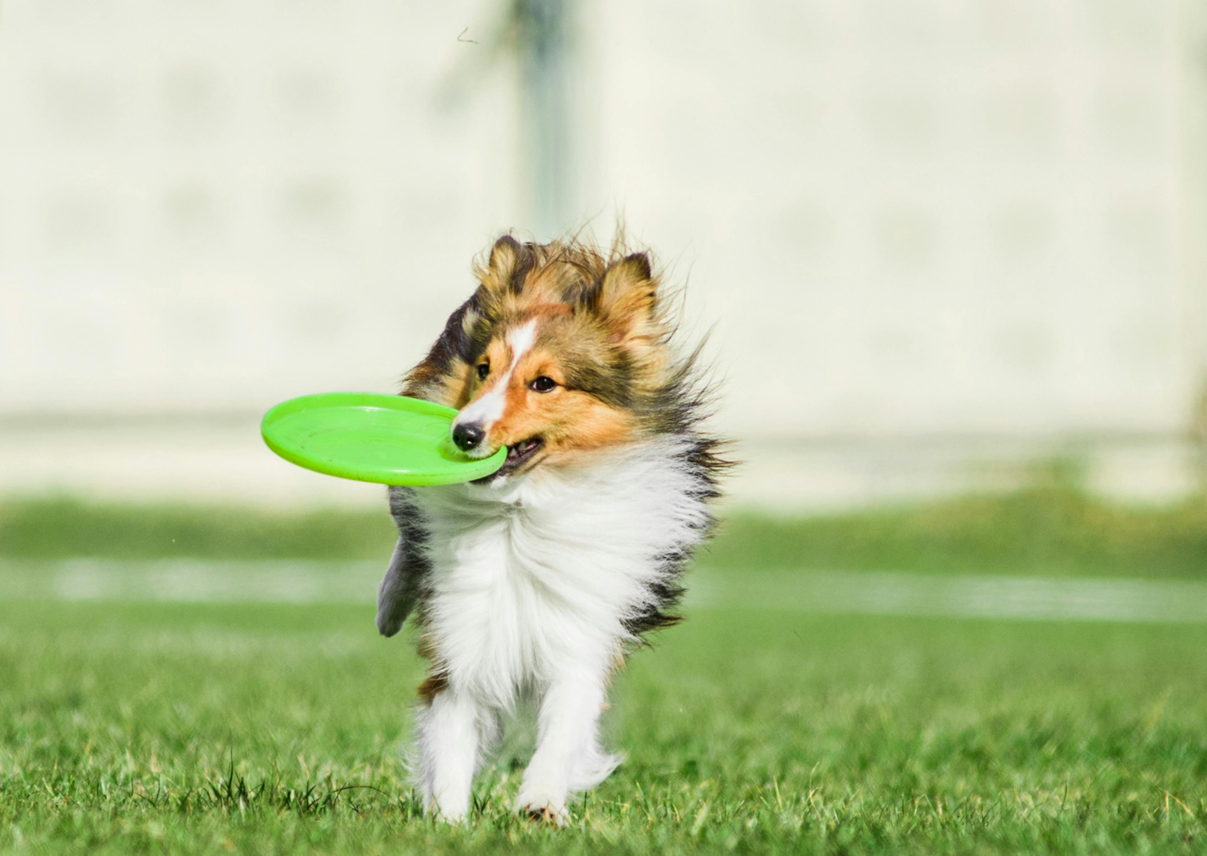 berger des shetland avec un frisbee dans la gueule 