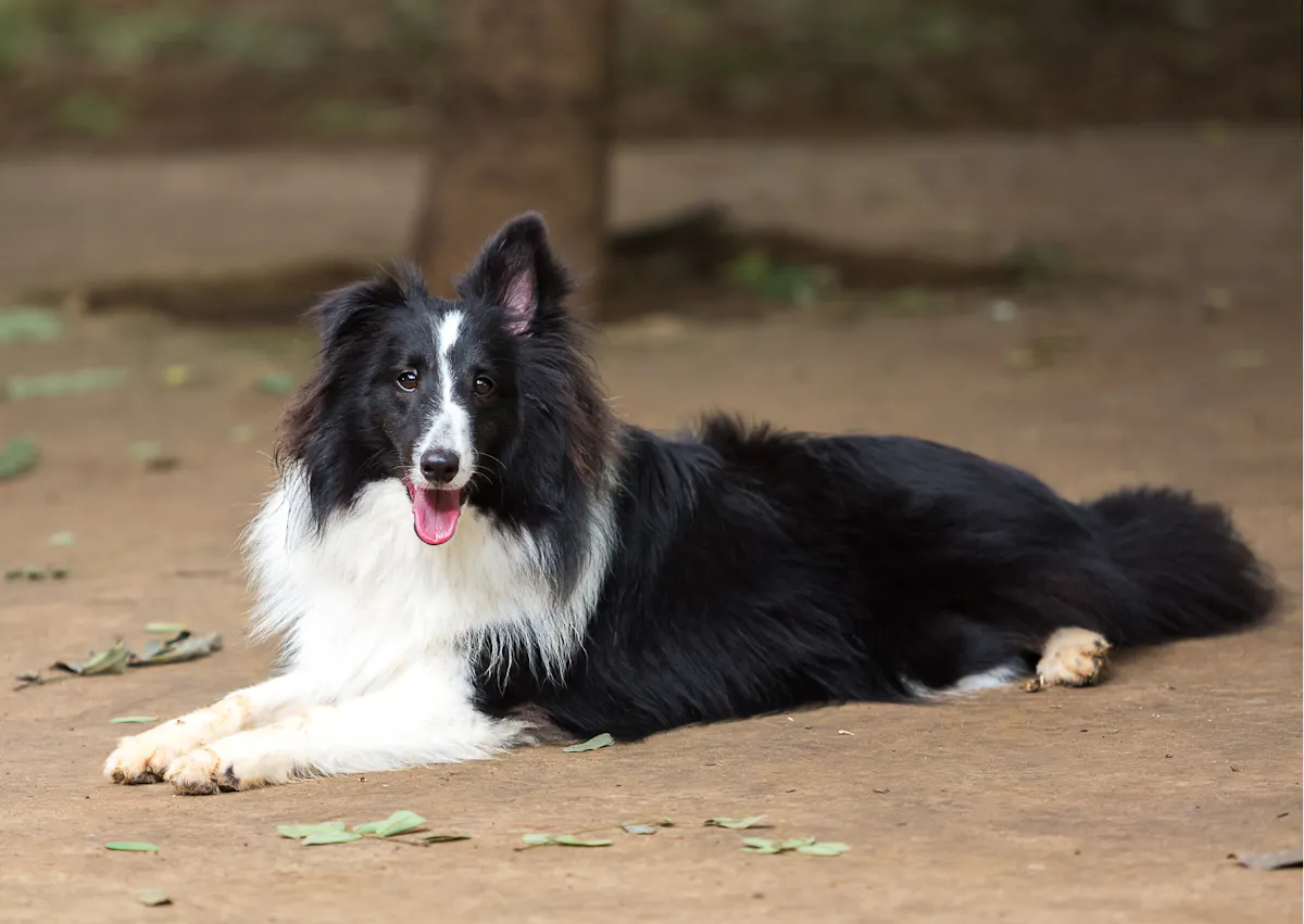Berger des Shetland noir et blanc couché par terre dans la terre