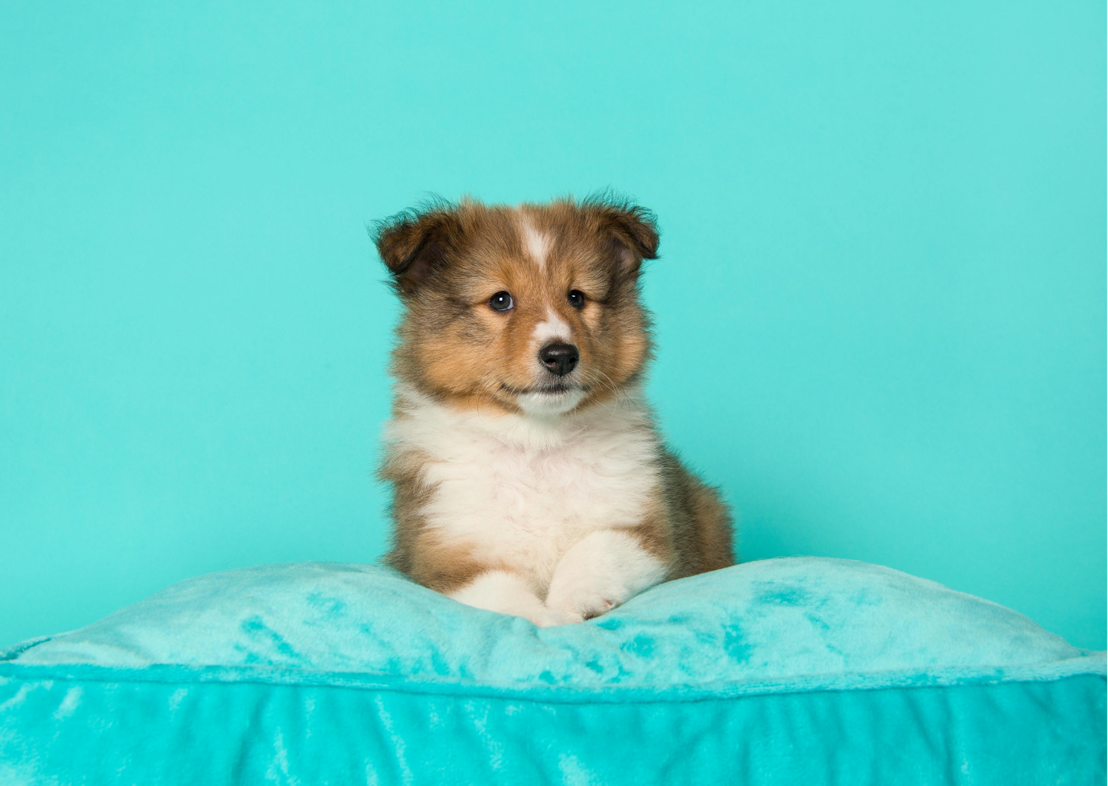 chiot berger des shetland sur un coussin bleu