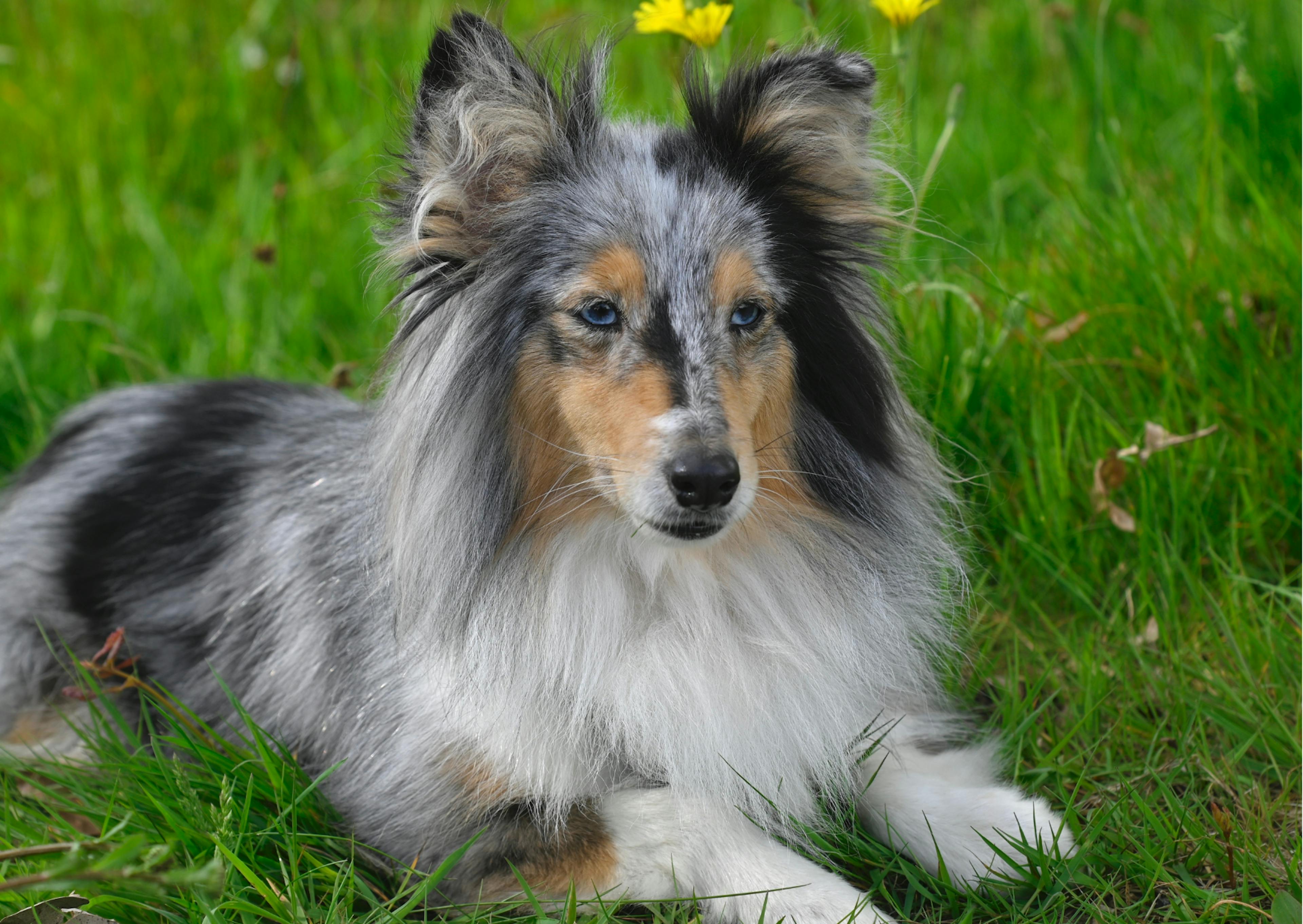 Berger des Shetland bleu merle couché dans l'herbe 