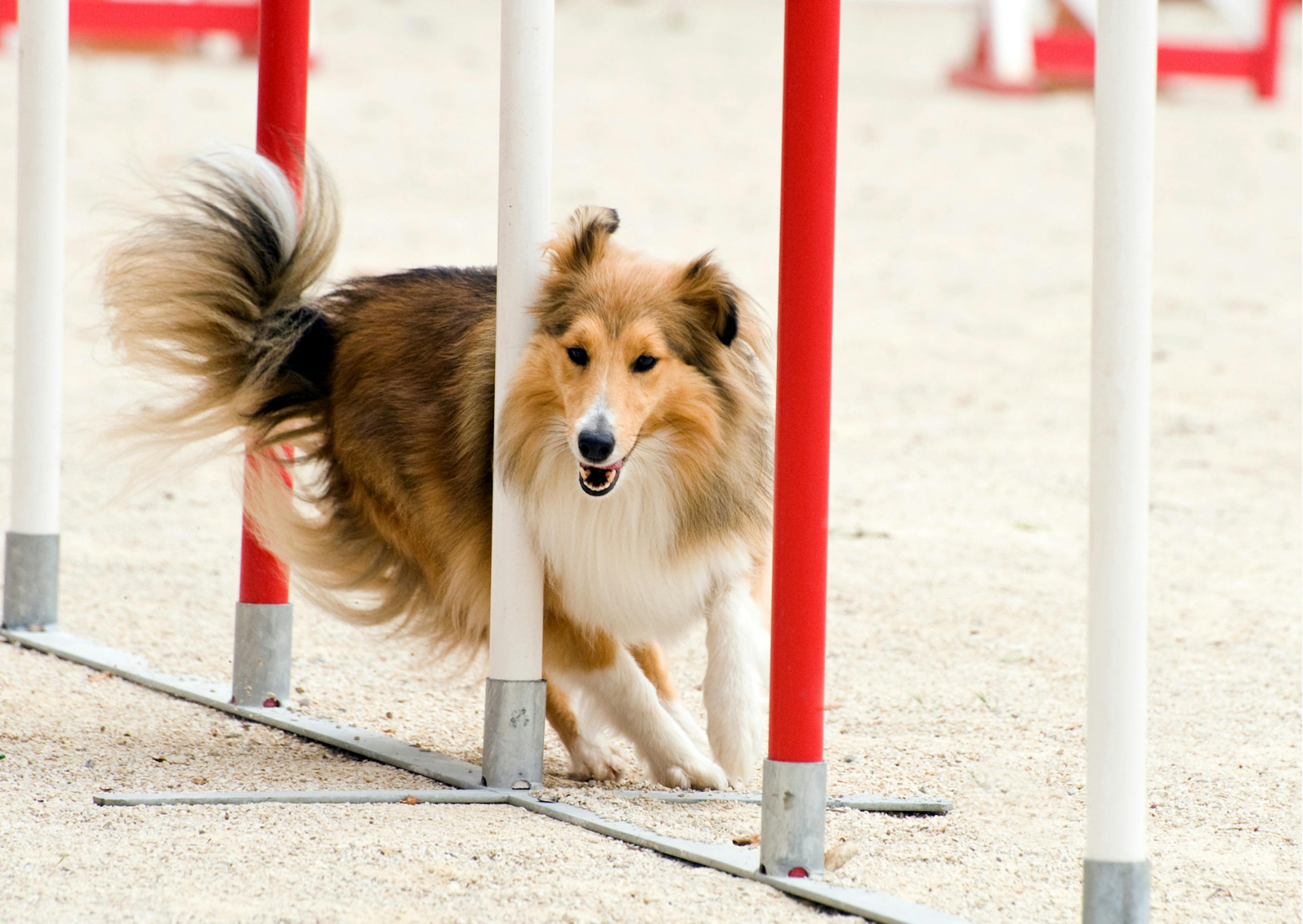 Berger des Shetland dans un slalom d'agility 