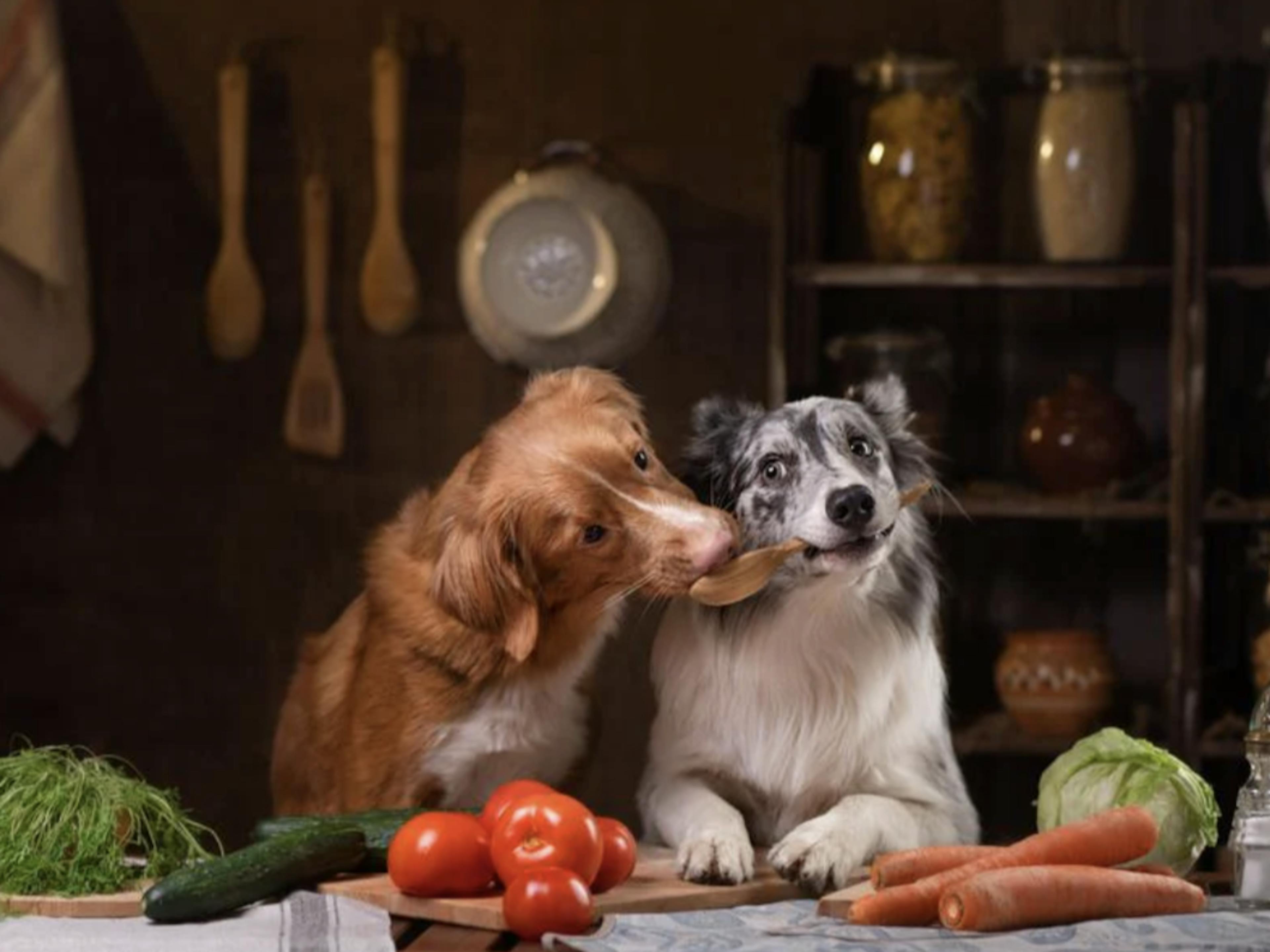 Deux chiens qui se disputent une cuillère de cuisine