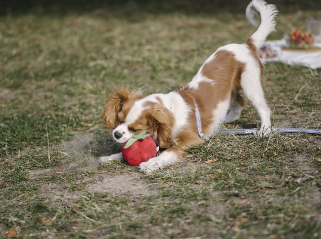 Chien qui joue avec une tomate en peluche