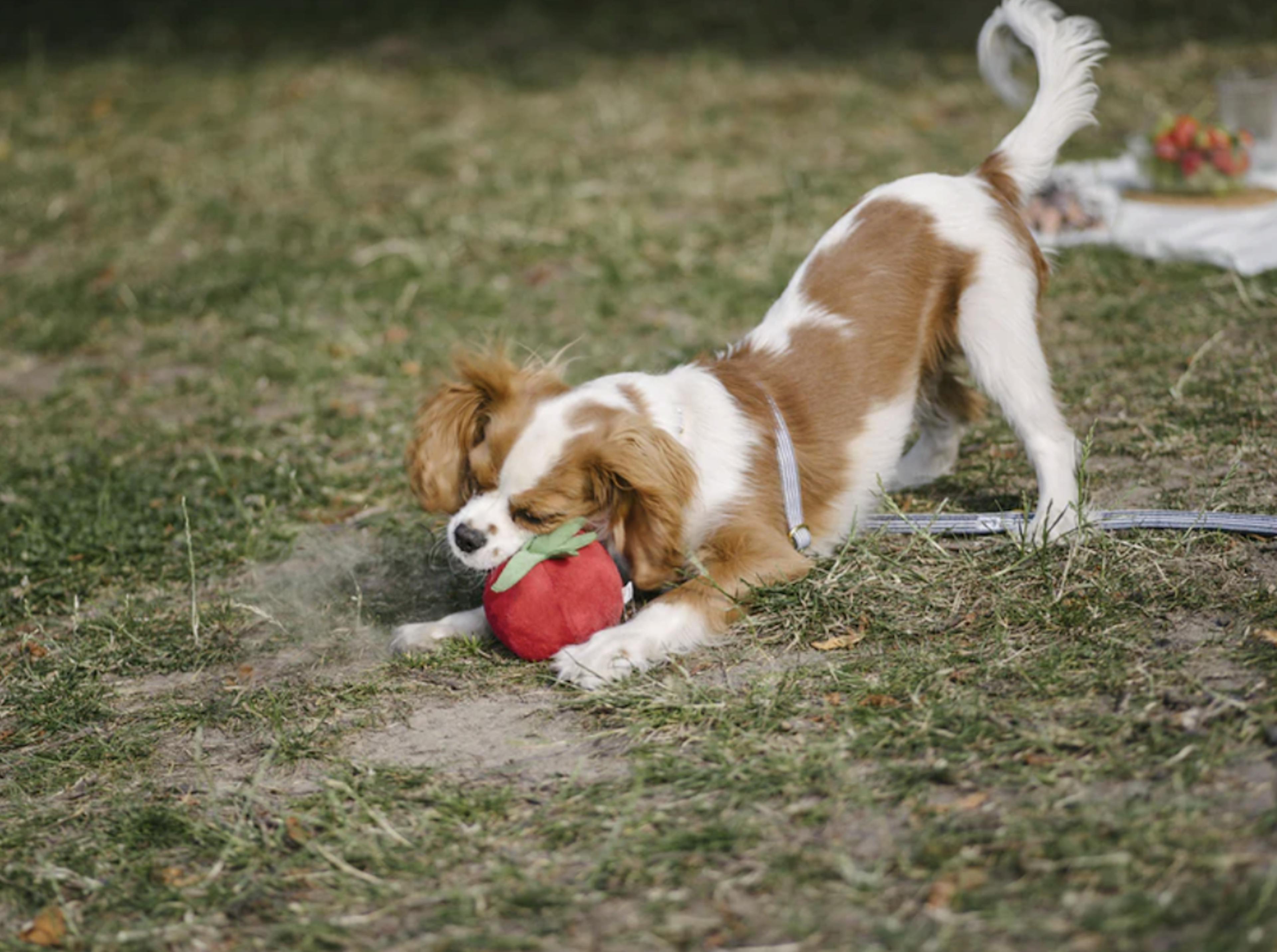 Chien qui joue avec une tomate en peluche