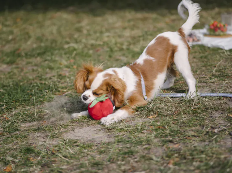 Chien qui joue avec une tomate en peluche