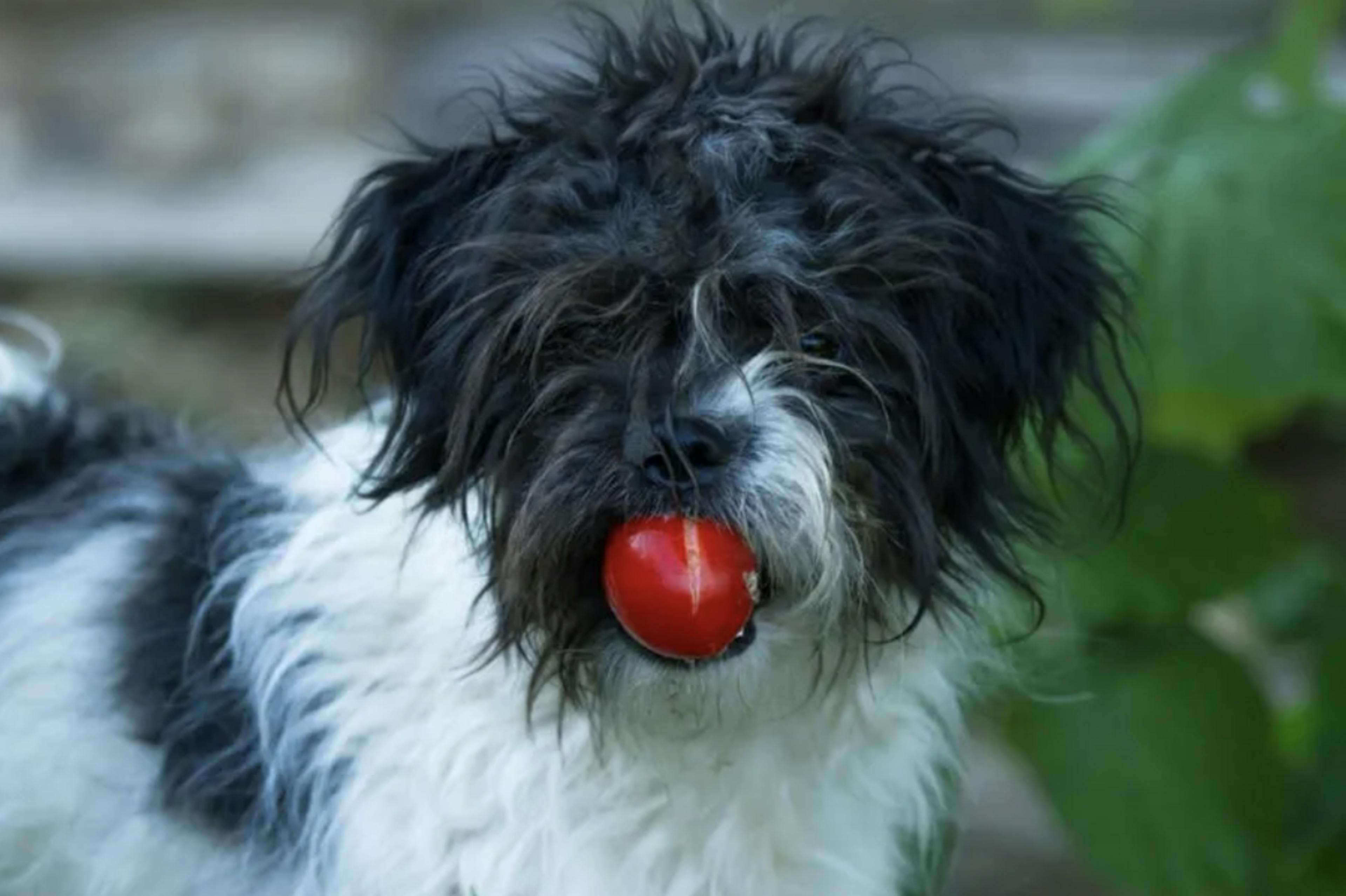 Chien qui tient une tomate dans sa gueule