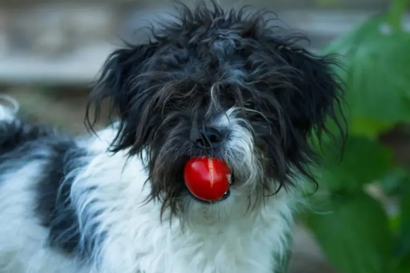 Chien qui tient une tomate dans sa gueule
