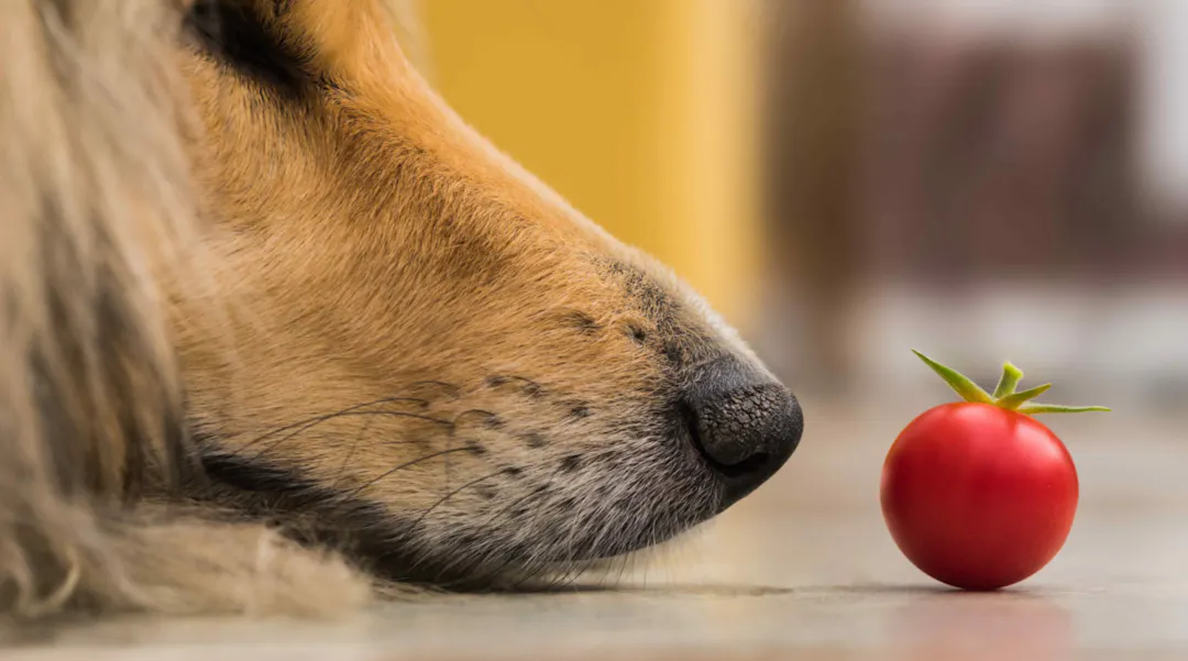 Museau d'un chien qui sent une tomate cerise