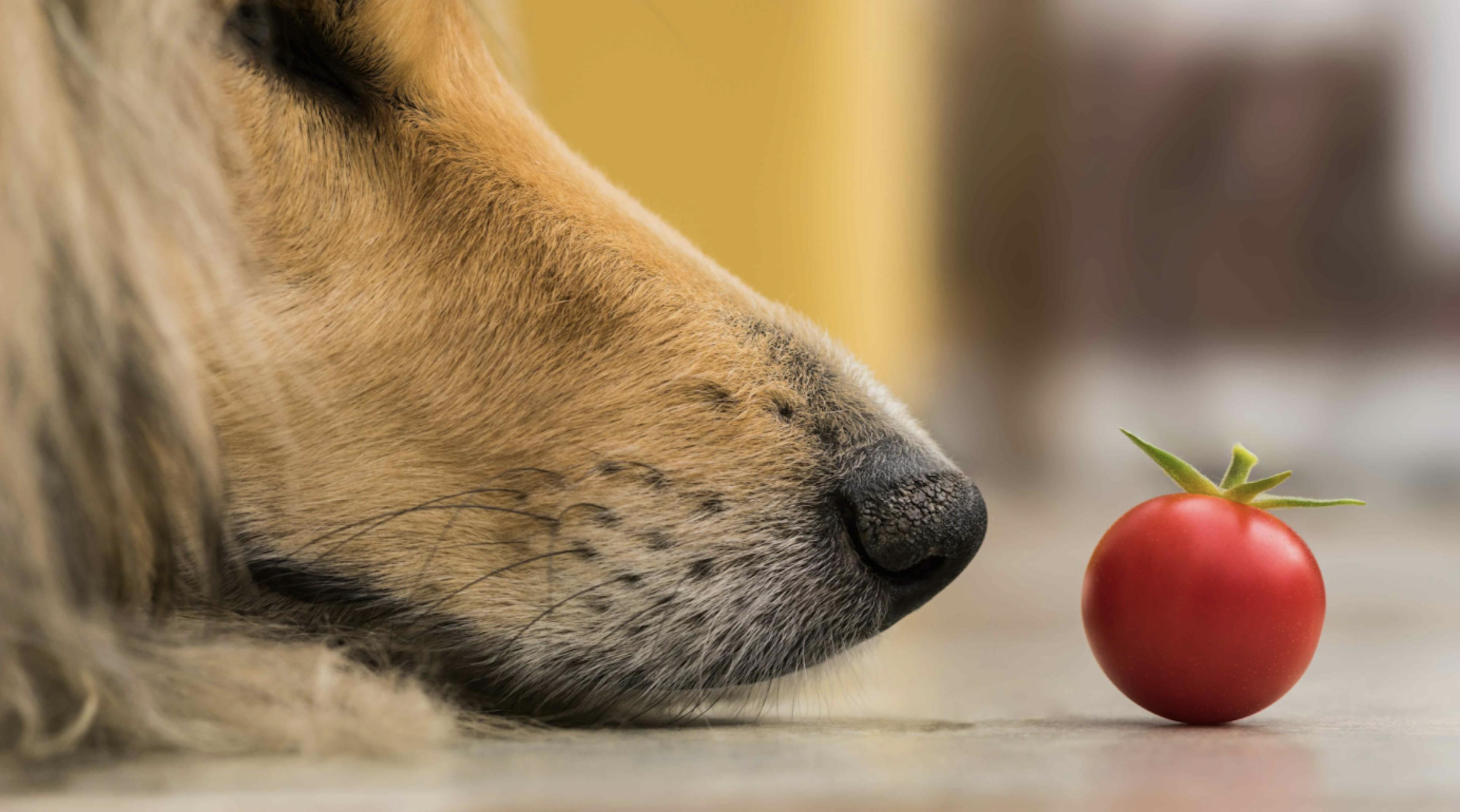 Museau d'un chien qui sent une tomate cerise