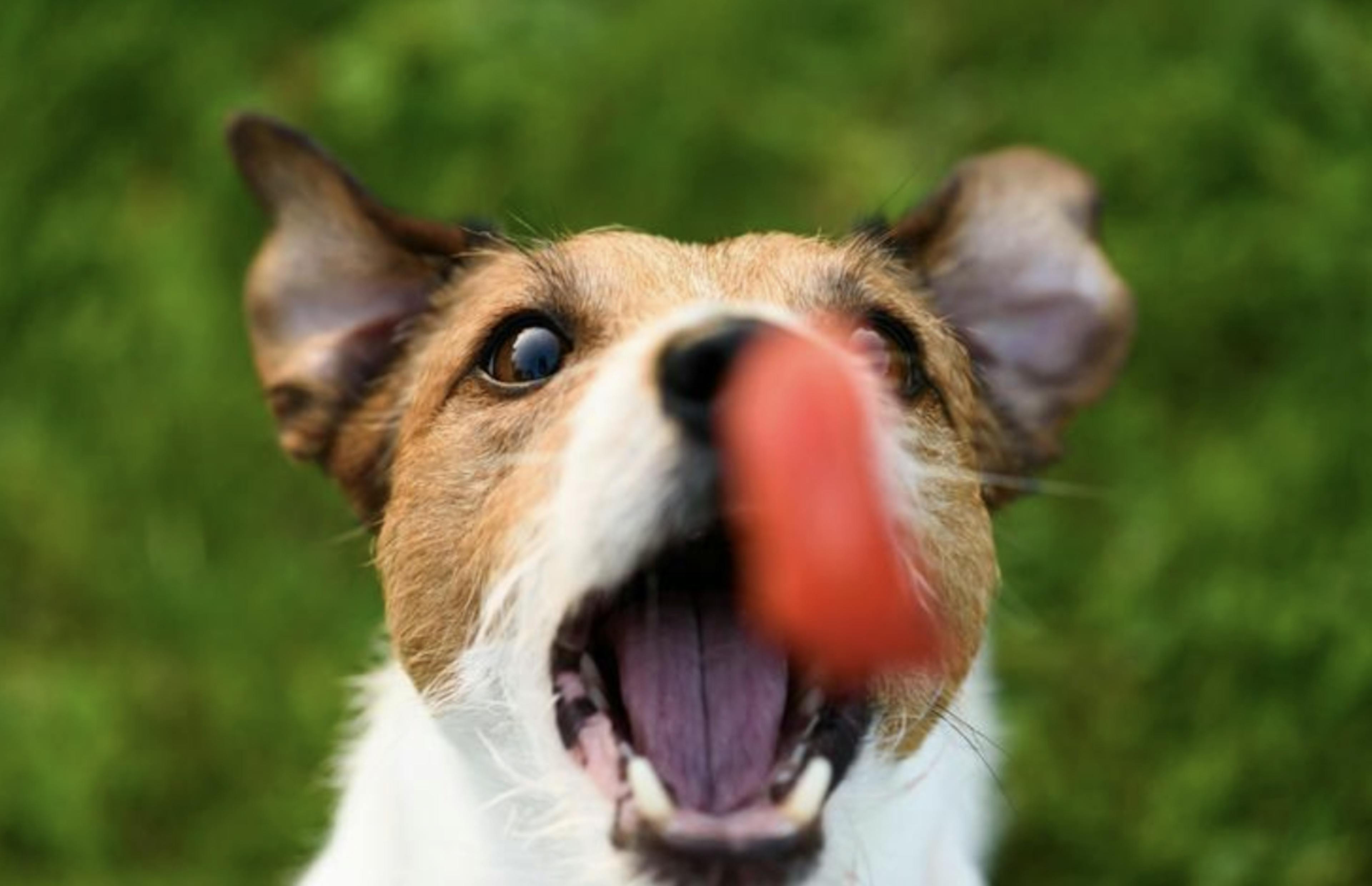 Petit Jack Russel qui attrape une tomate en plein vol